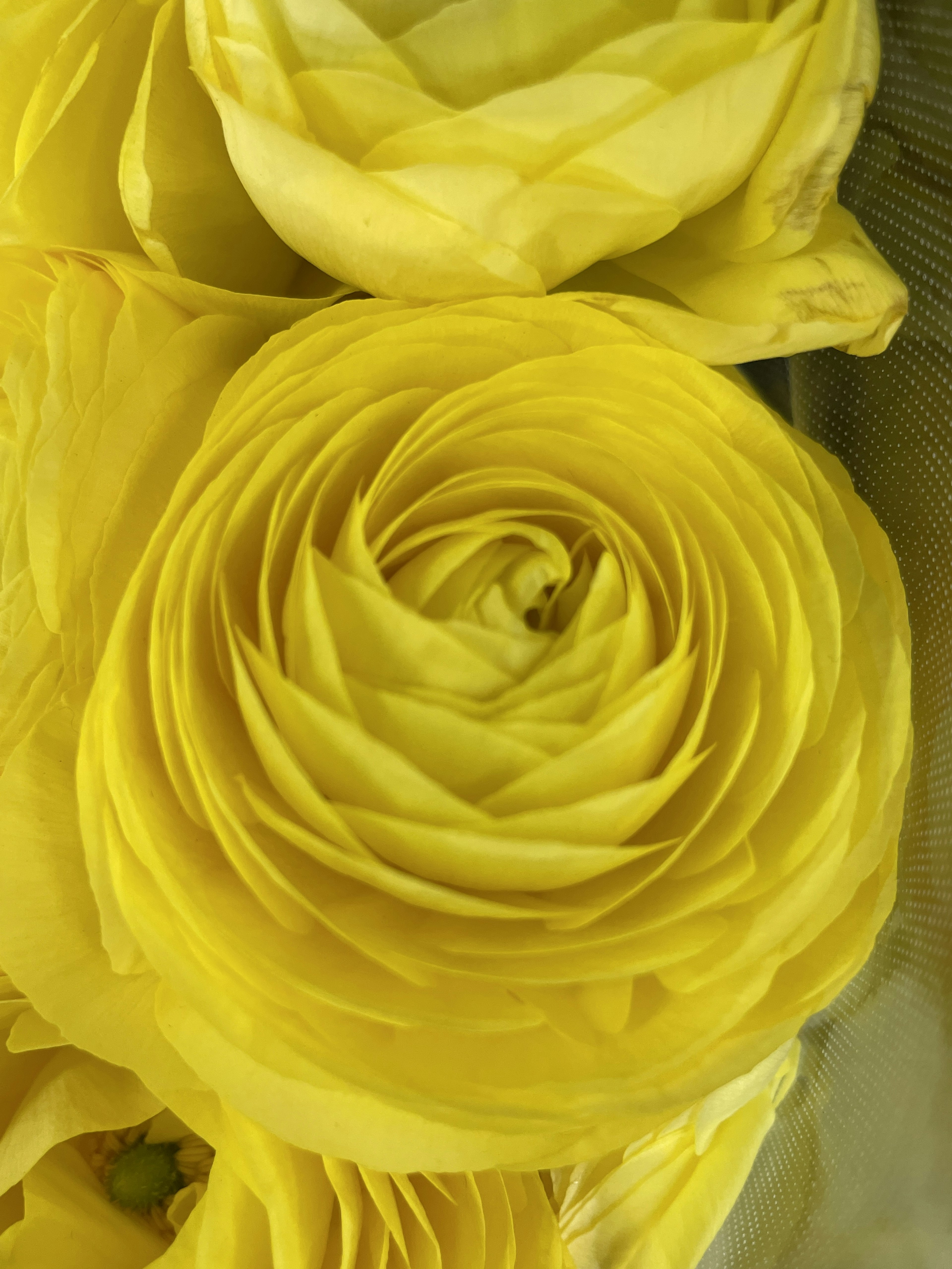 Vibrant yellow ranunculus flower in full bloom