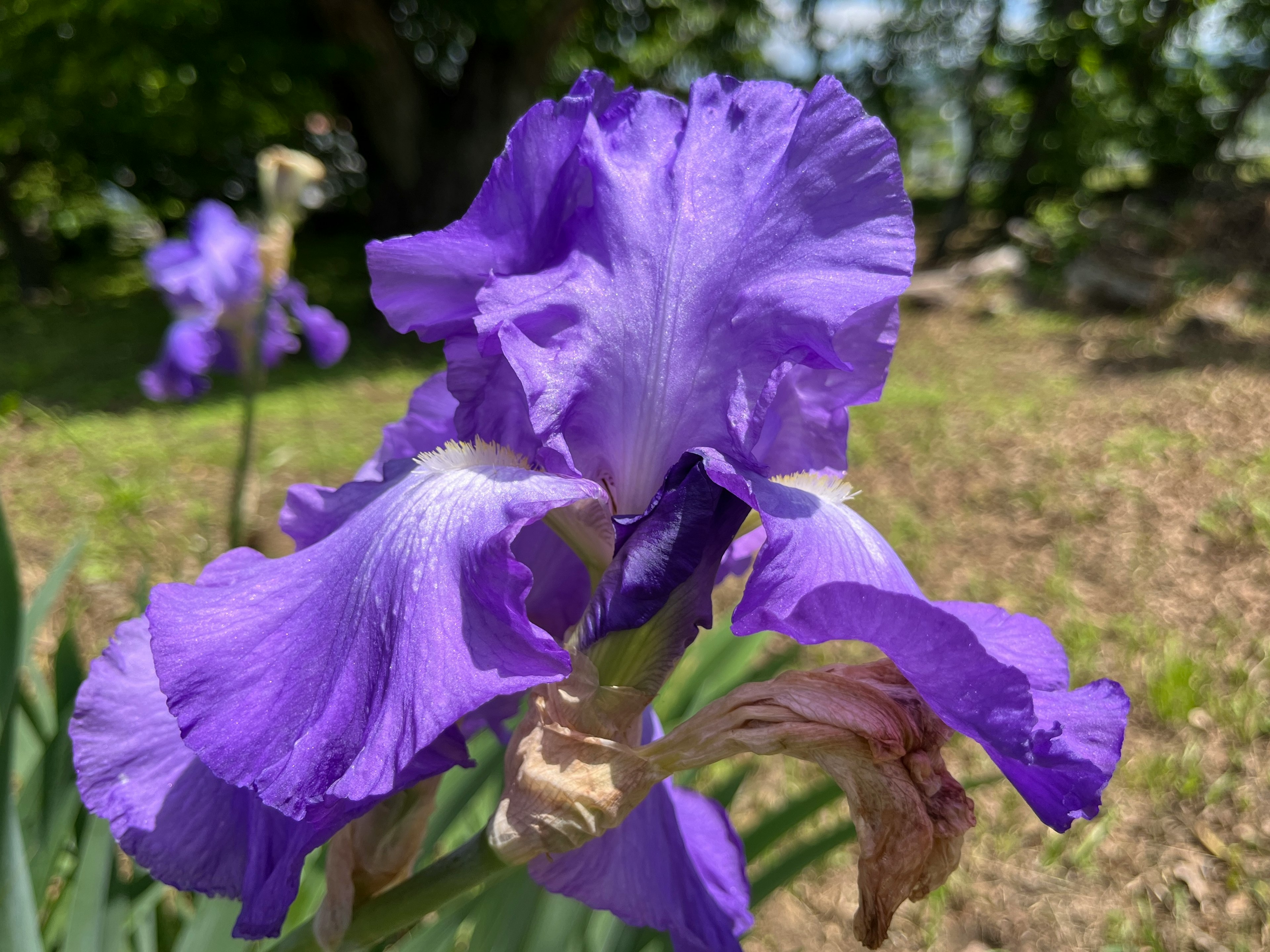 Vibrant purple iris flower blooming in a garden