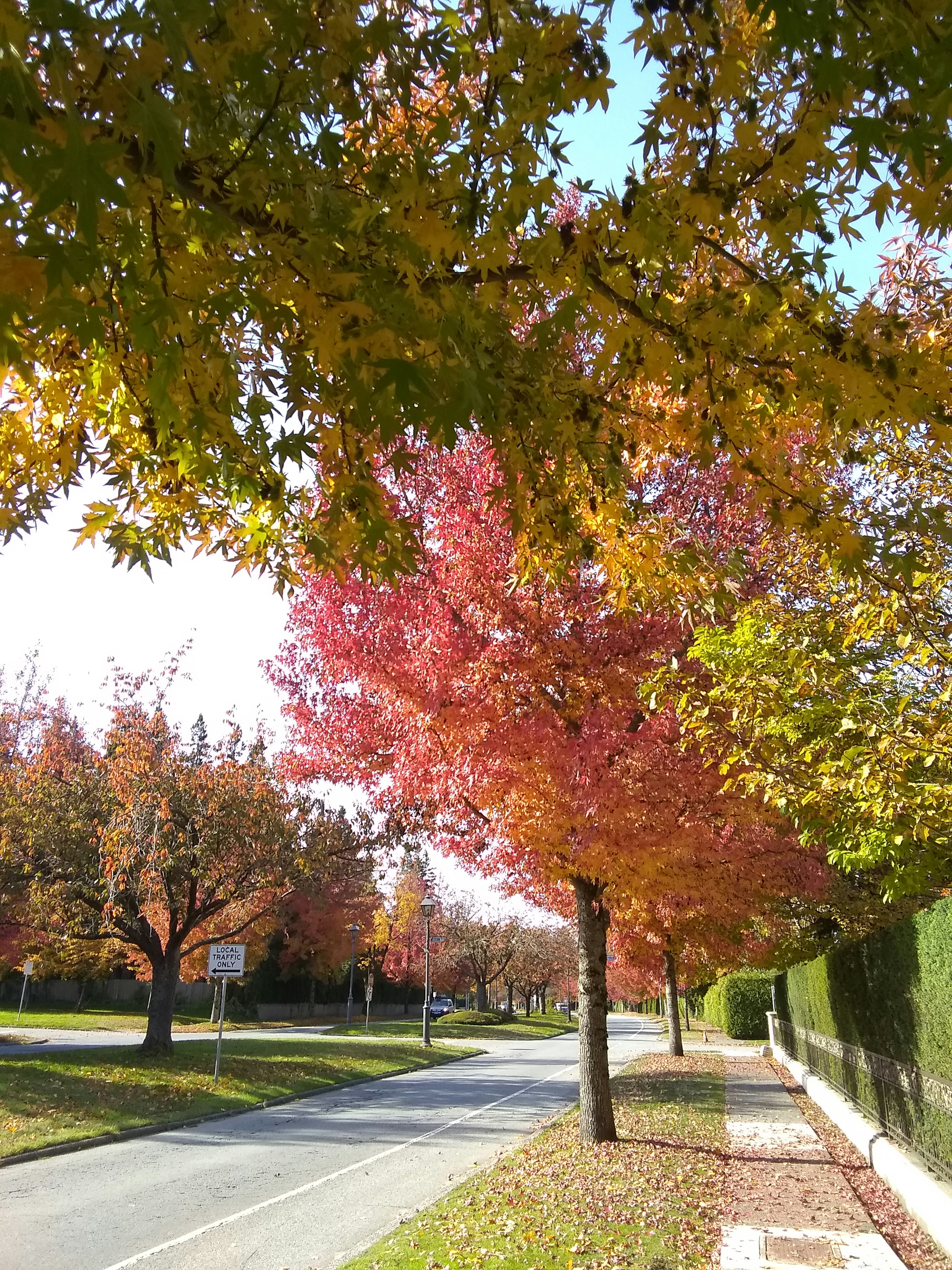 Una bella strada fiancheggiata da alberi che mostrano colori autunnali