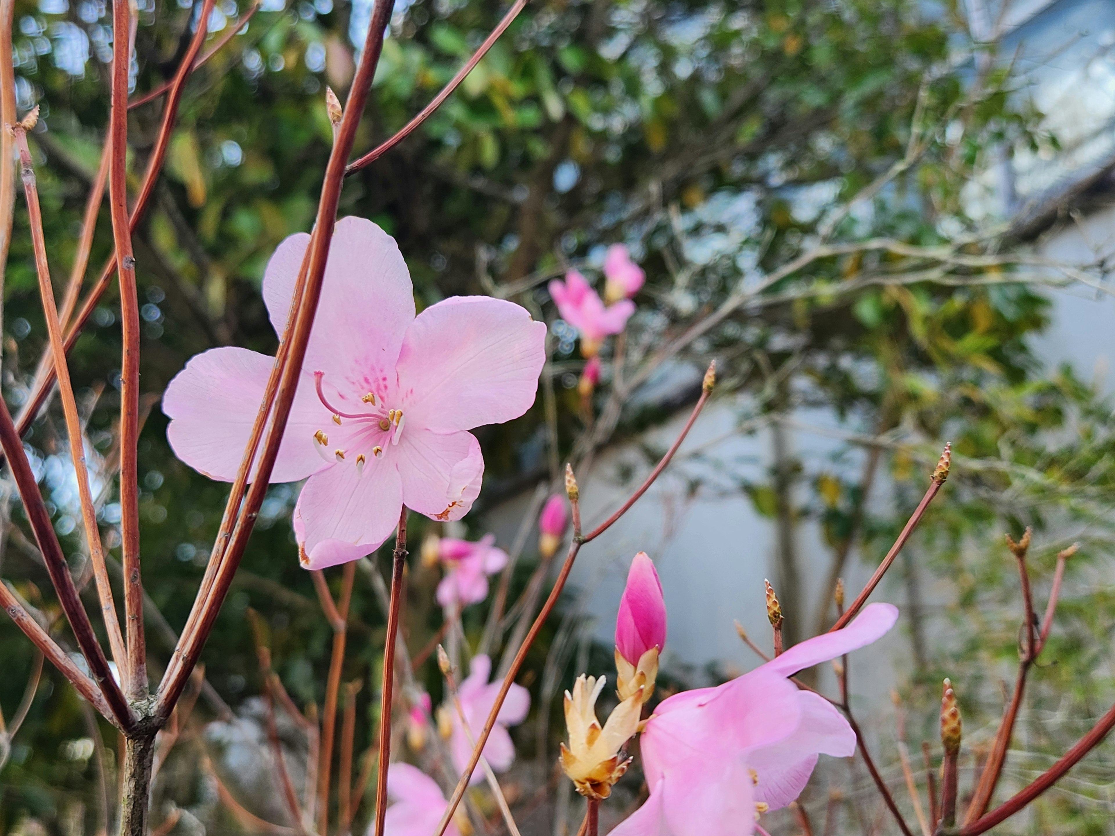 Fiori rosa delicati che sbocciano su rami con uno sfondo verde