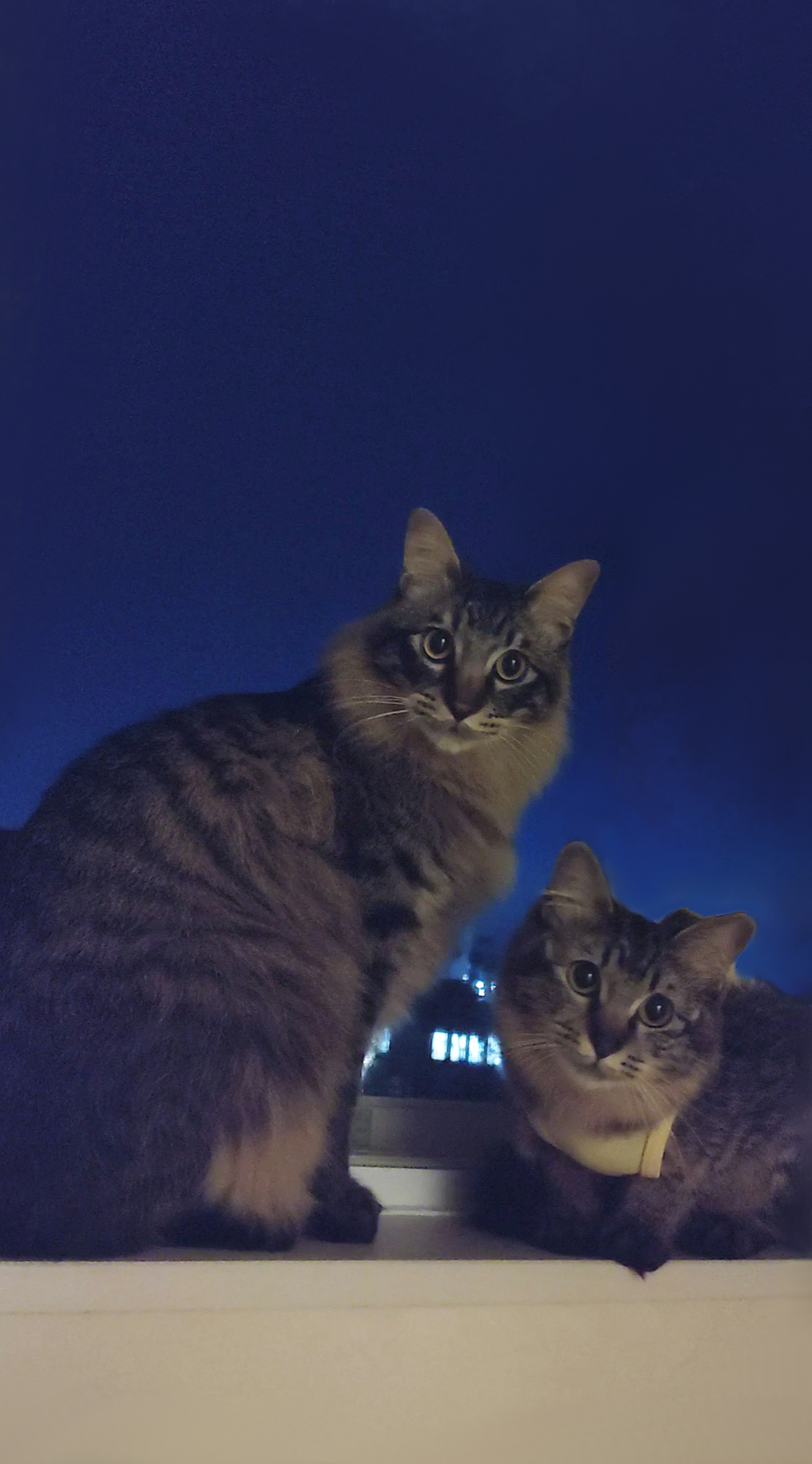 Zwei Katzen sitzen nachts auf einem Fensterbrett