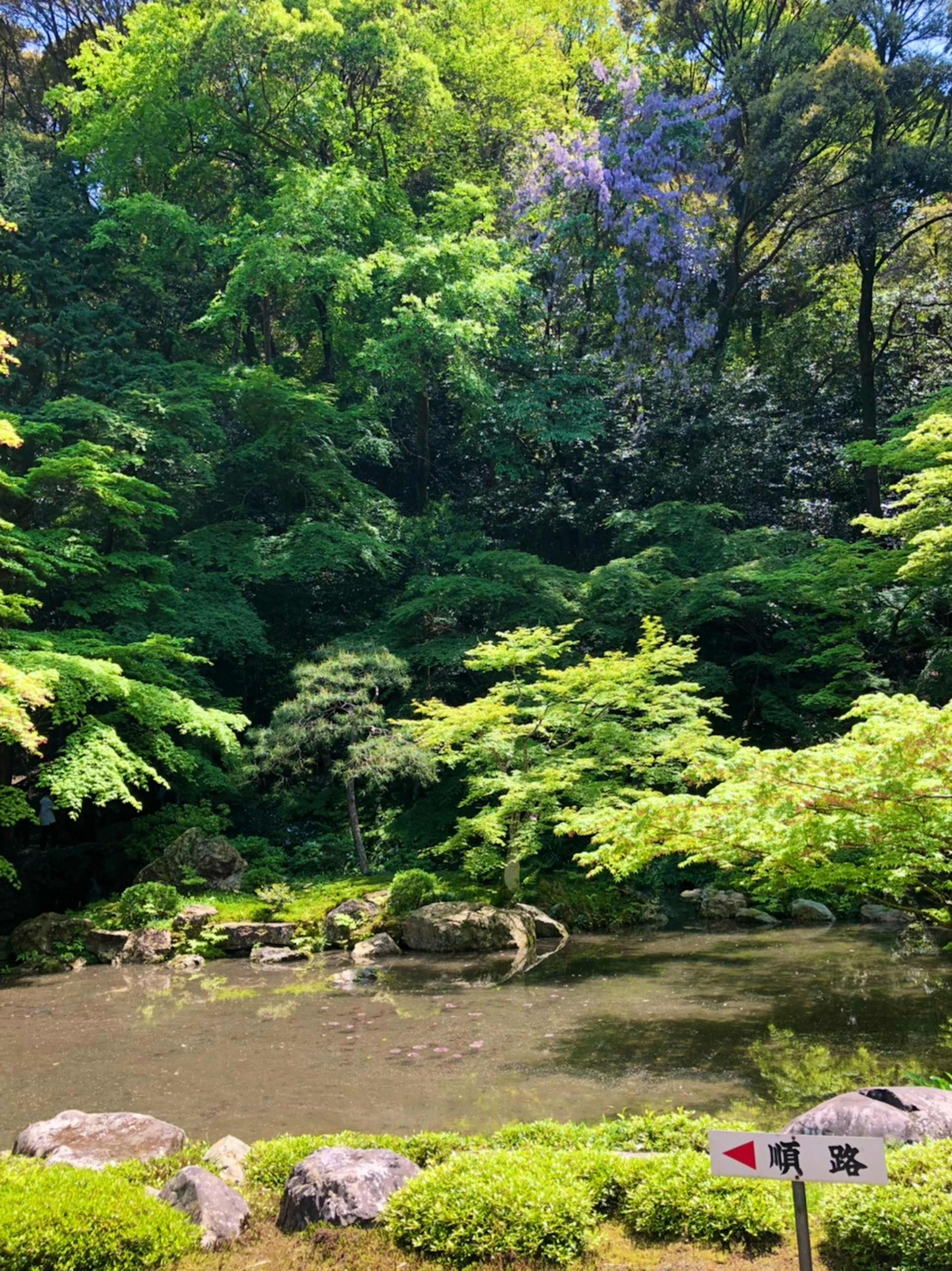 緑豊かな庭園の池と木々の風景