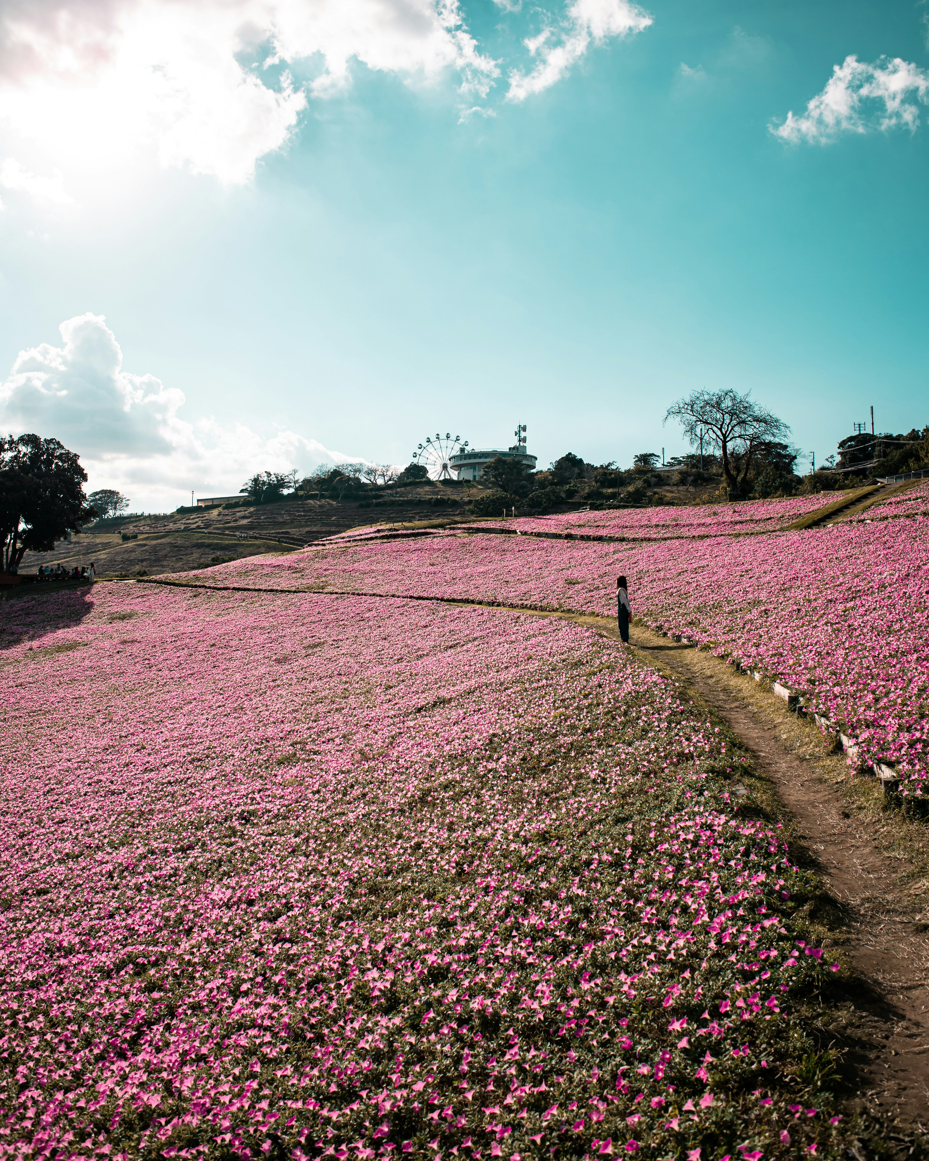 Una persona in piedi in un vasto campo di fiori rosa sotto un cielo blu