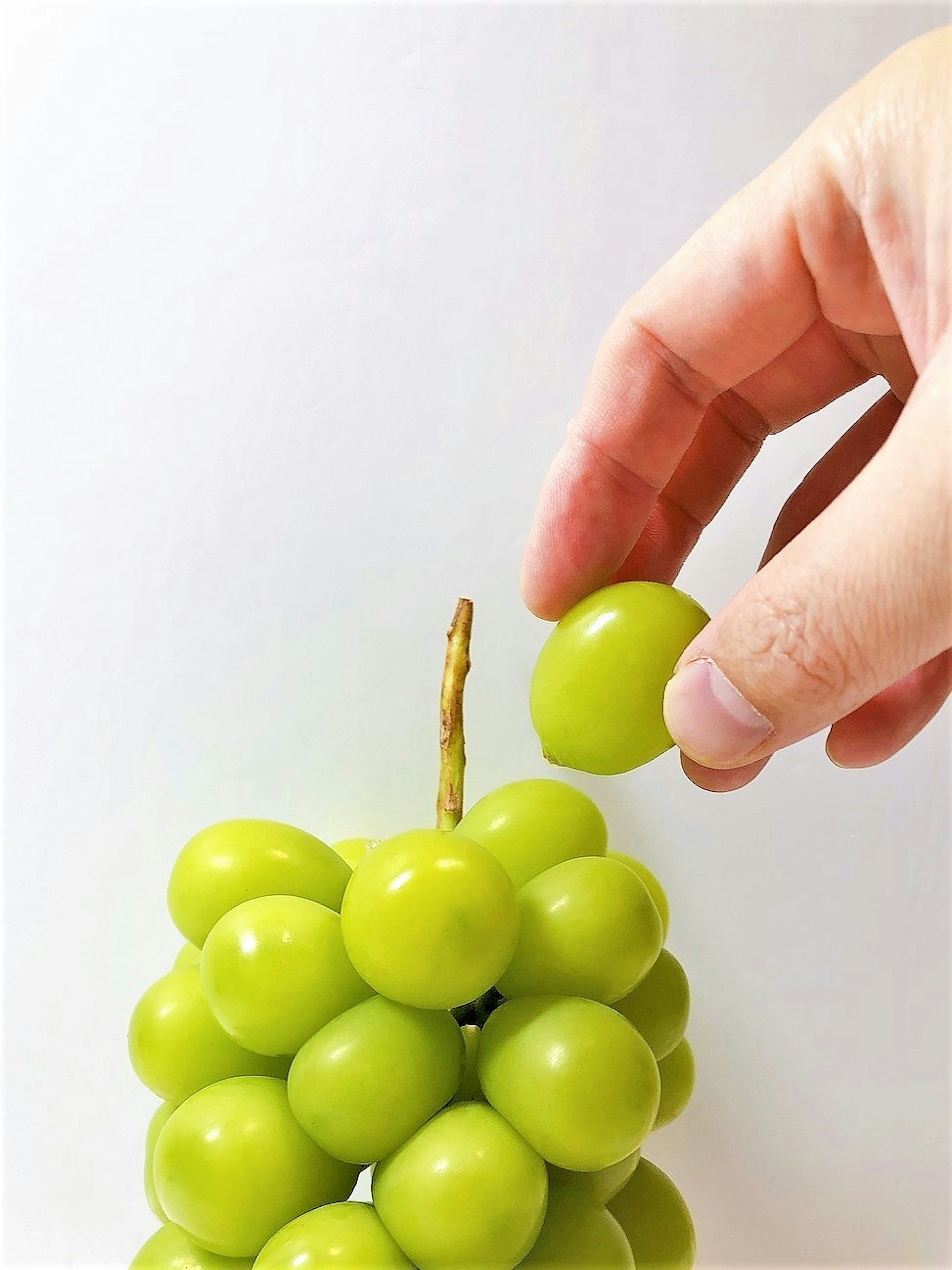 A hand picking a green grape from a cluster