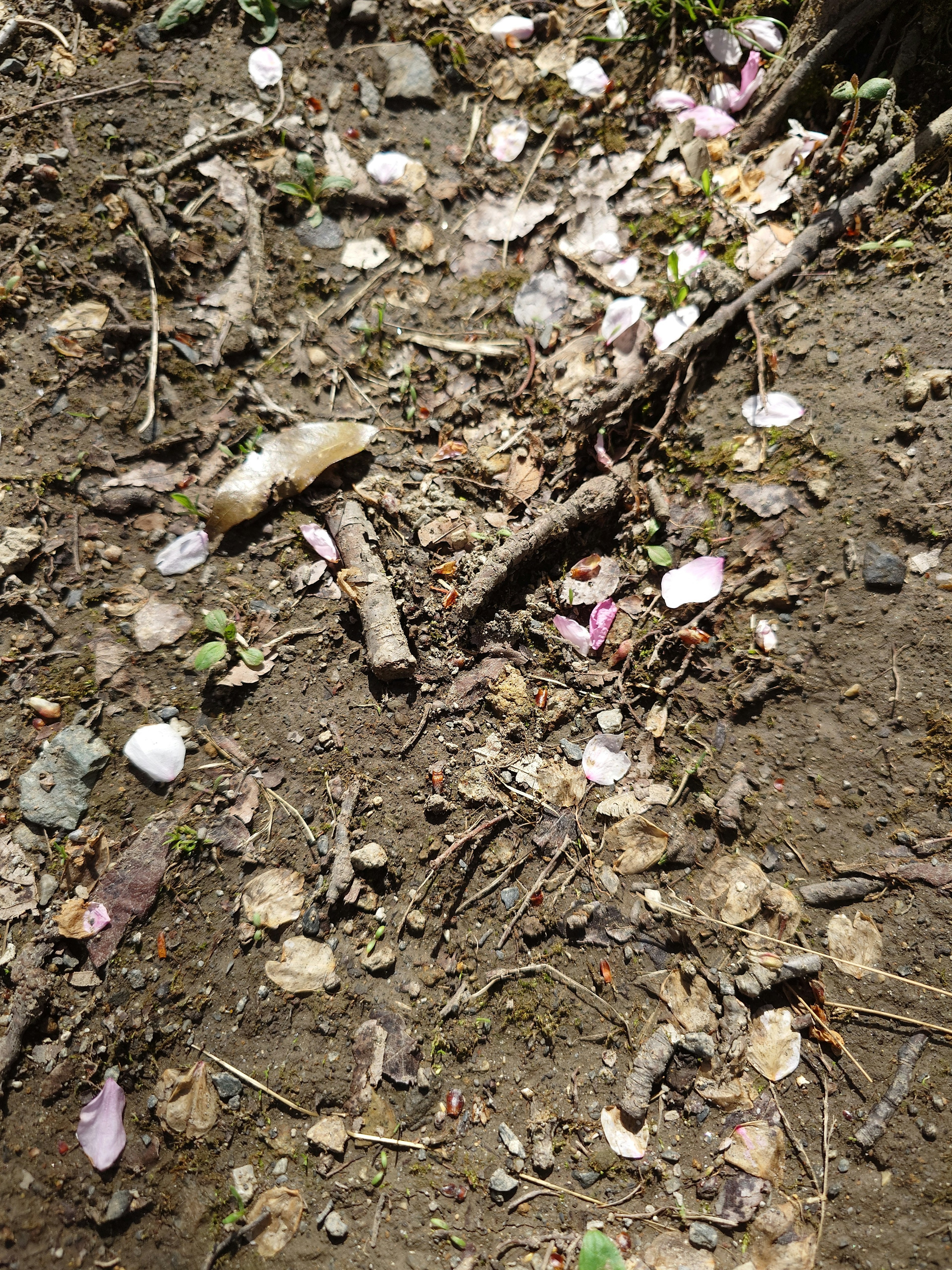 Imagen de pétalos de cerezo esparcidos y ramitas en el suelo