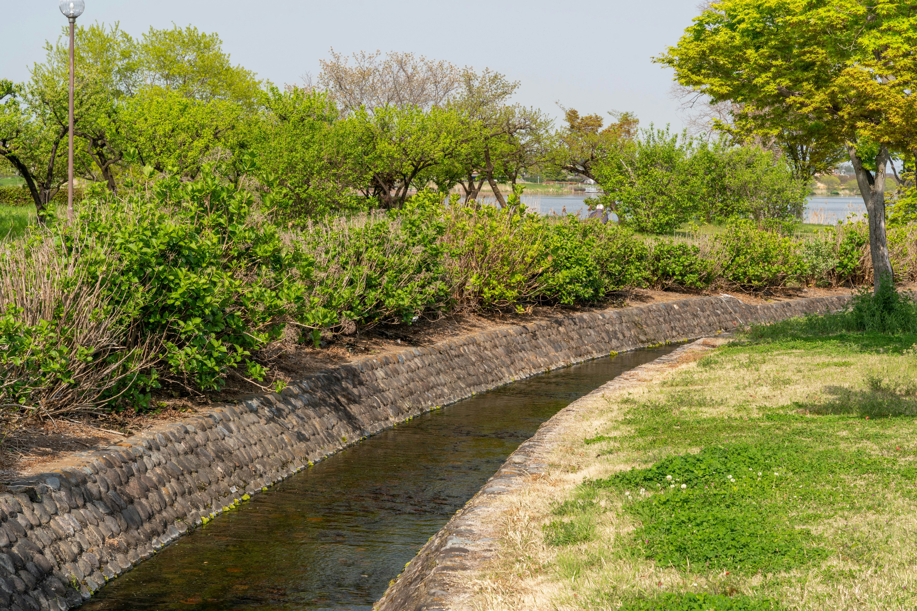 Vista escénica de un arroyo rodeado de follaje verde