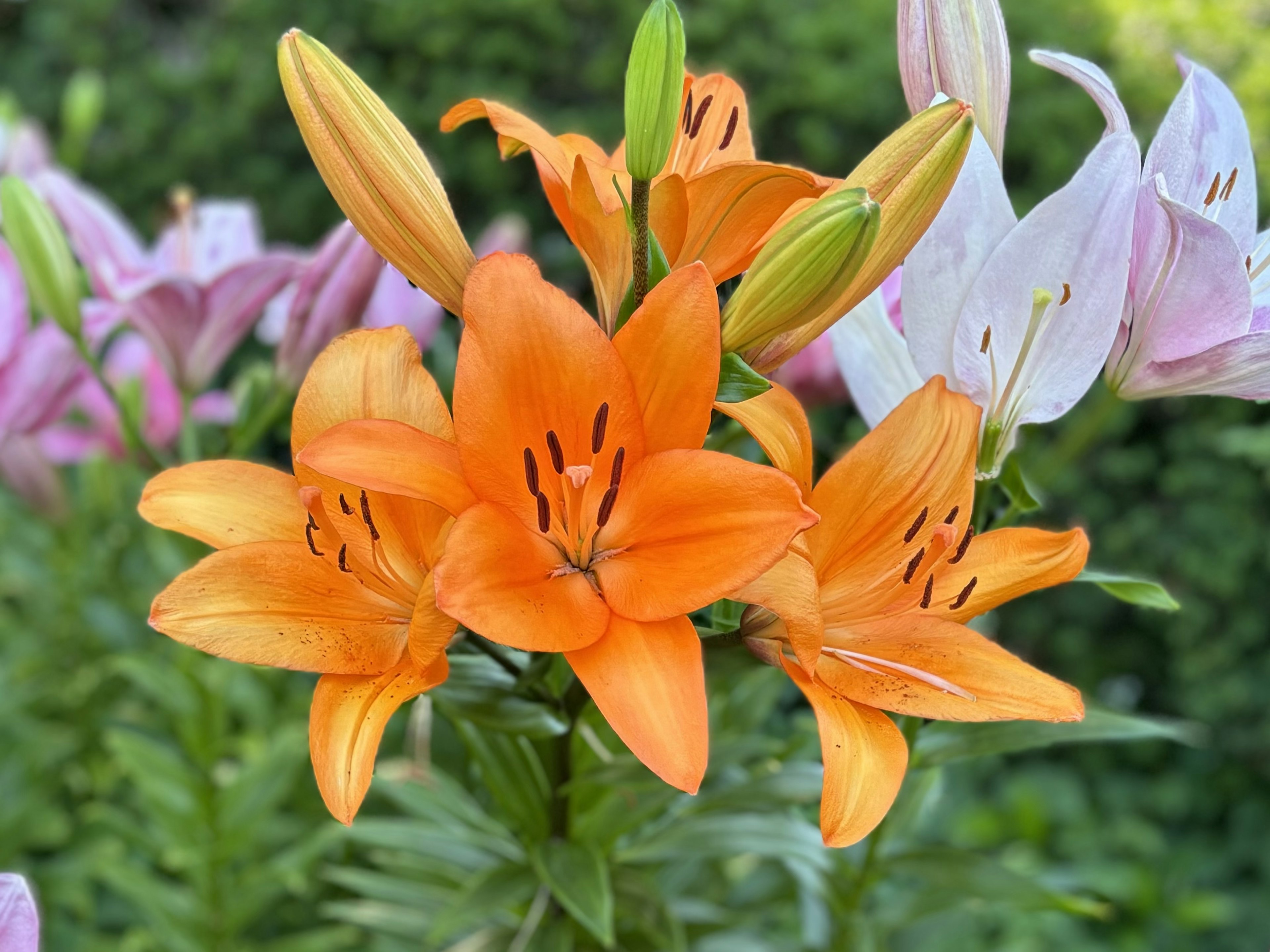 オレンジ色のユリの花が中心にあり、背景には薄紫色のユリが見える