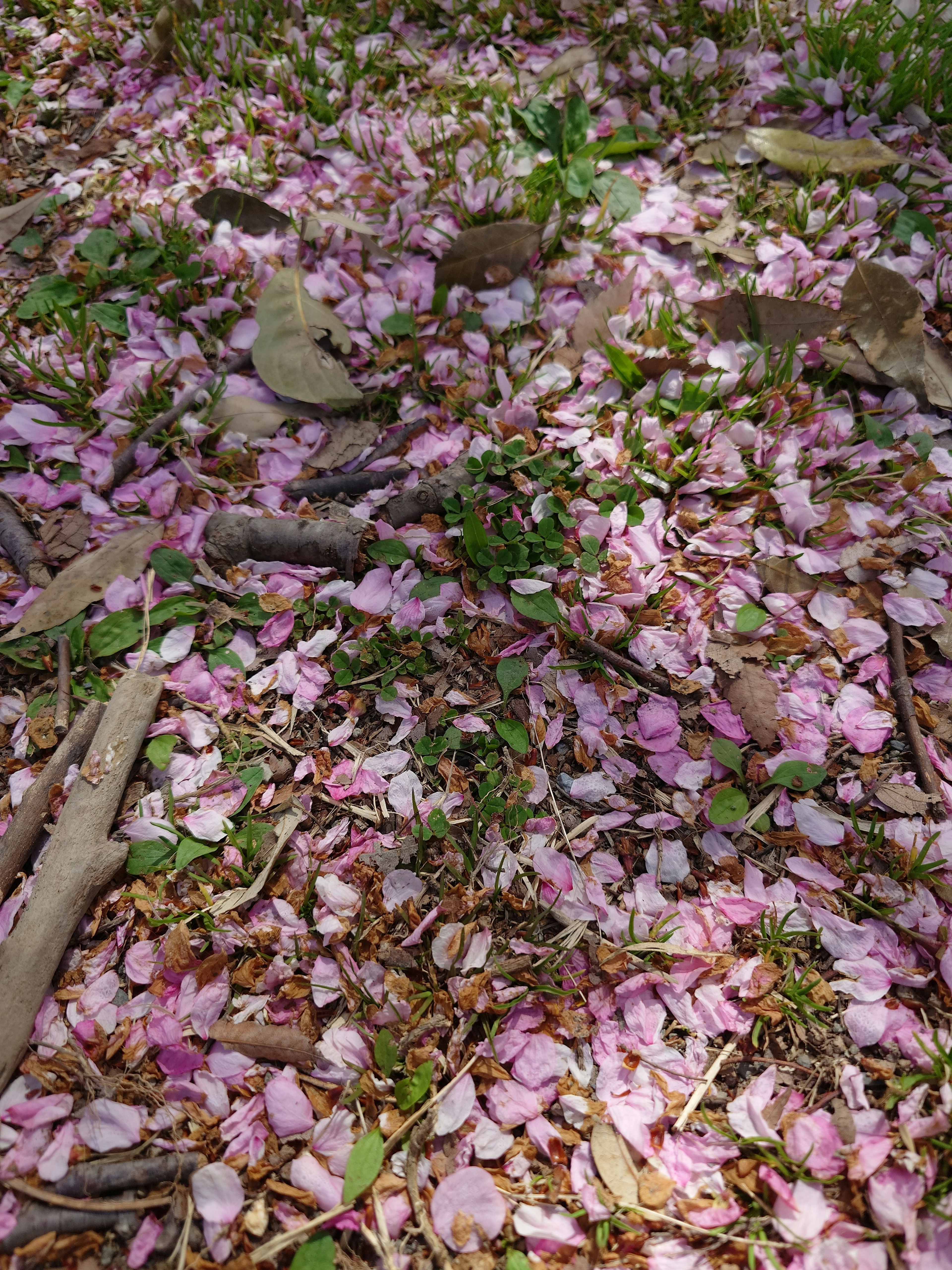 A ground covered with fallen pink cherry blossom petals surrounded by green grass and twigs