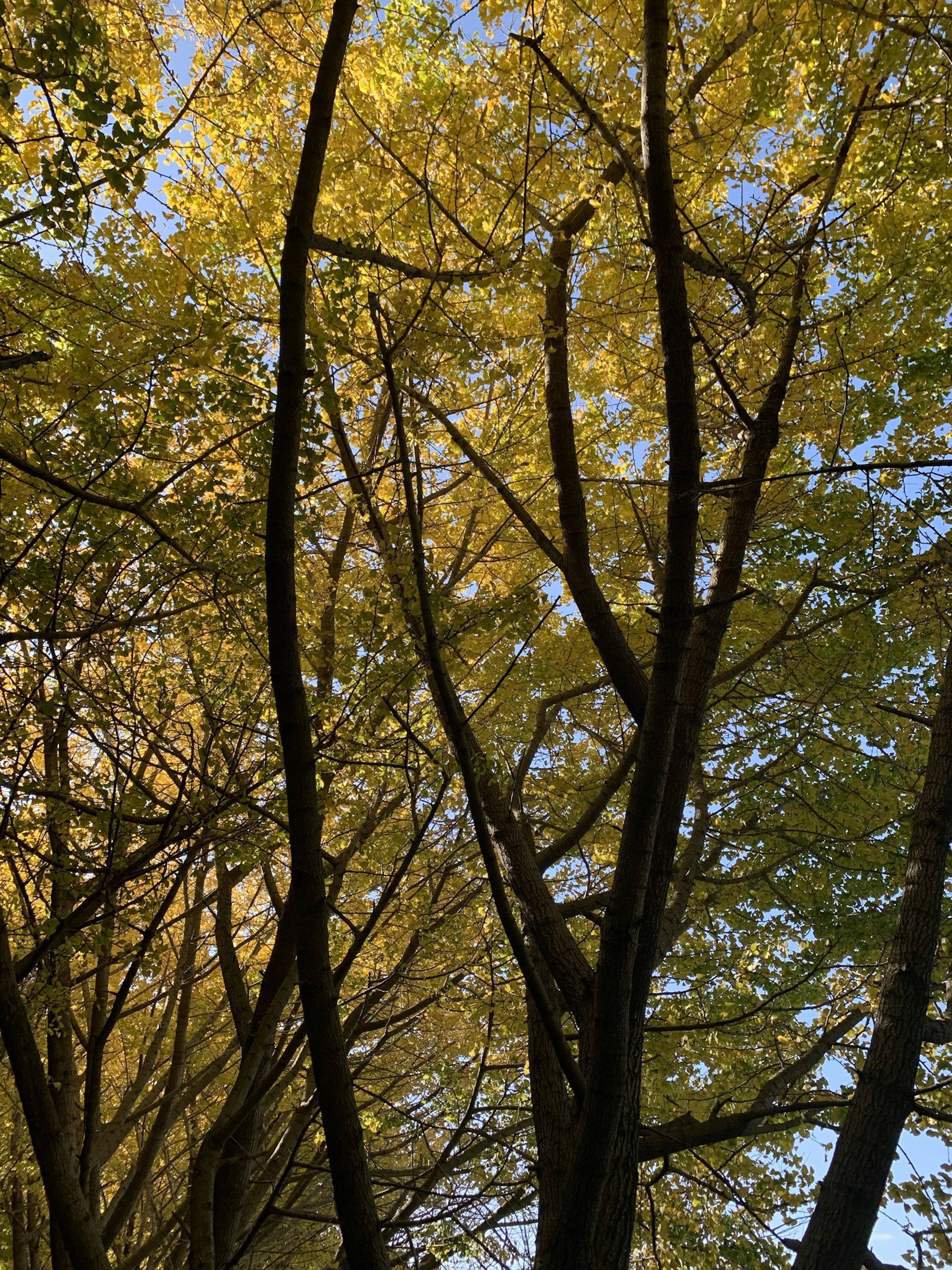 Nach oben zu Bäumen mit gelben Blättern gegen einen blauen Himmel schauen