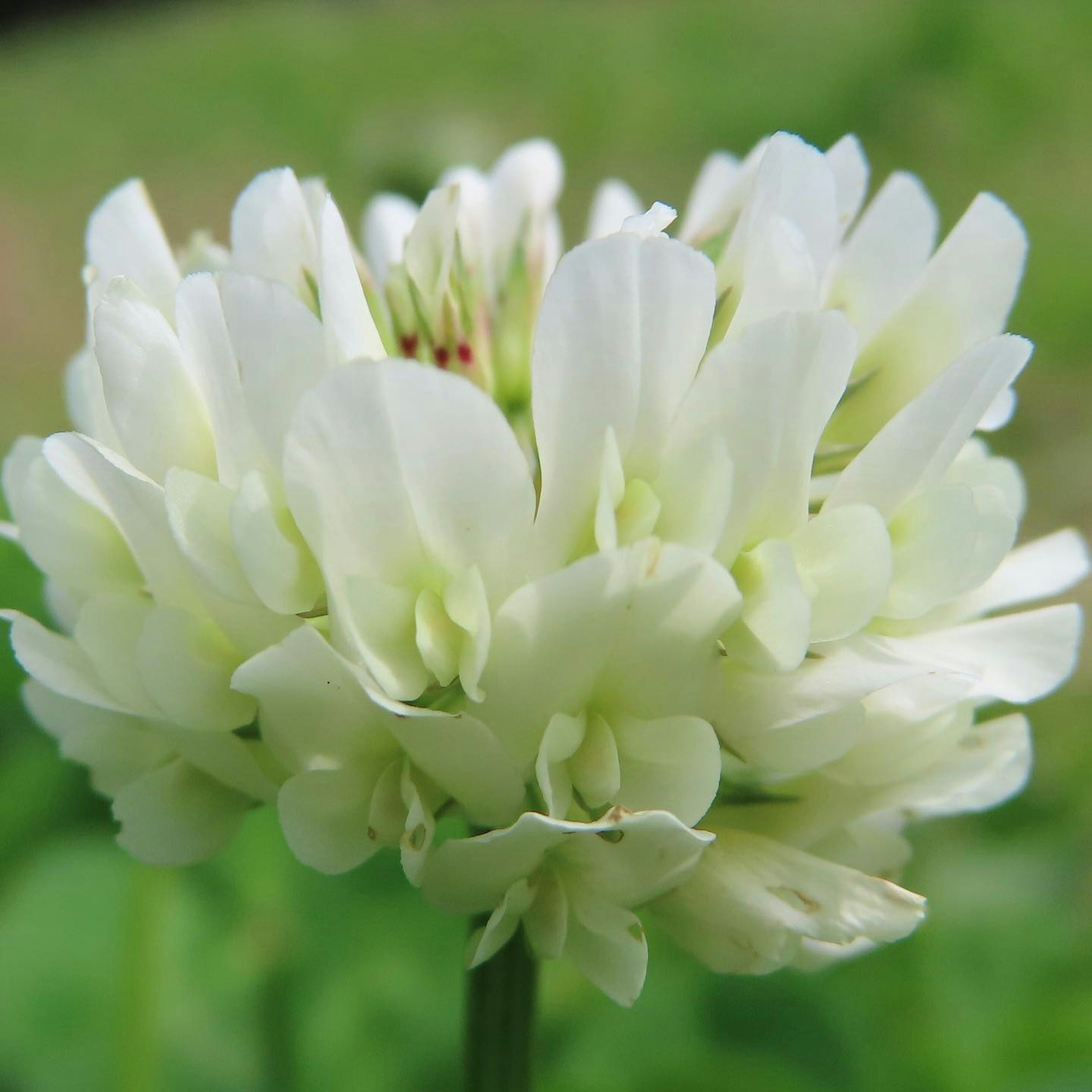 Un groupe de fleurs de trèfle blanc fleurissant sur un fond vert