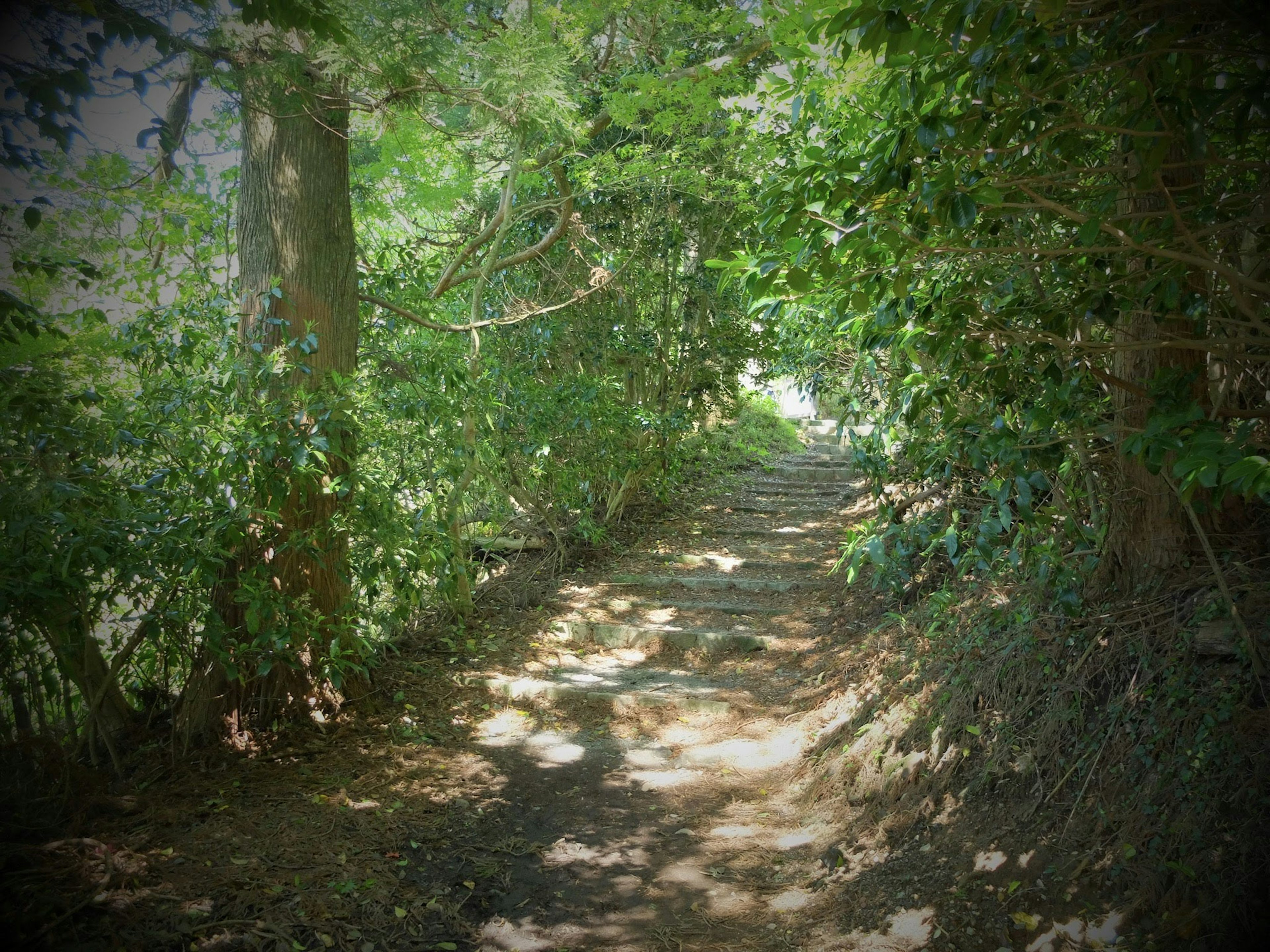 A pathway surrounded by lush green trees and foliage