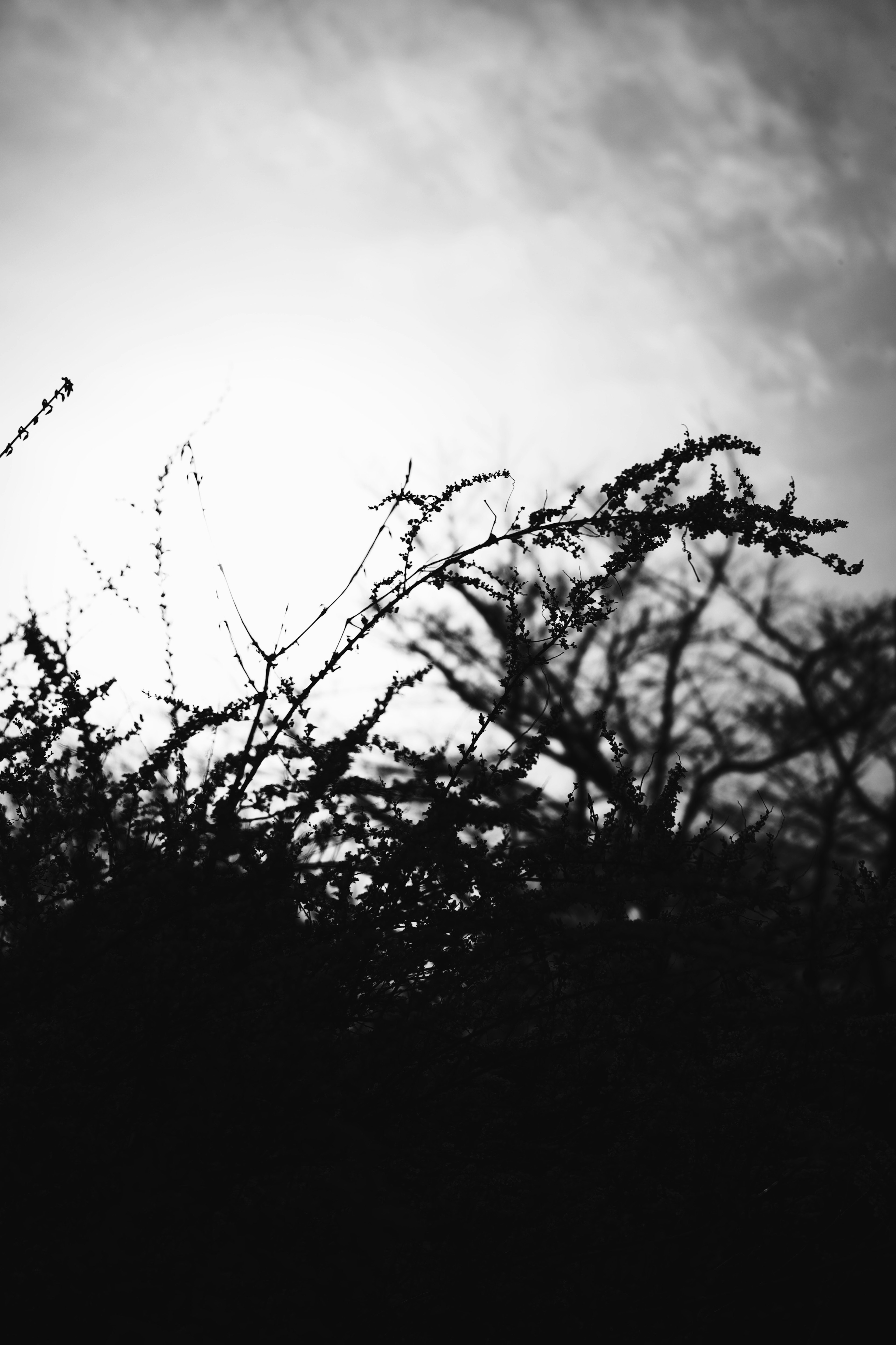 Silhouette of bushes against a bright sky