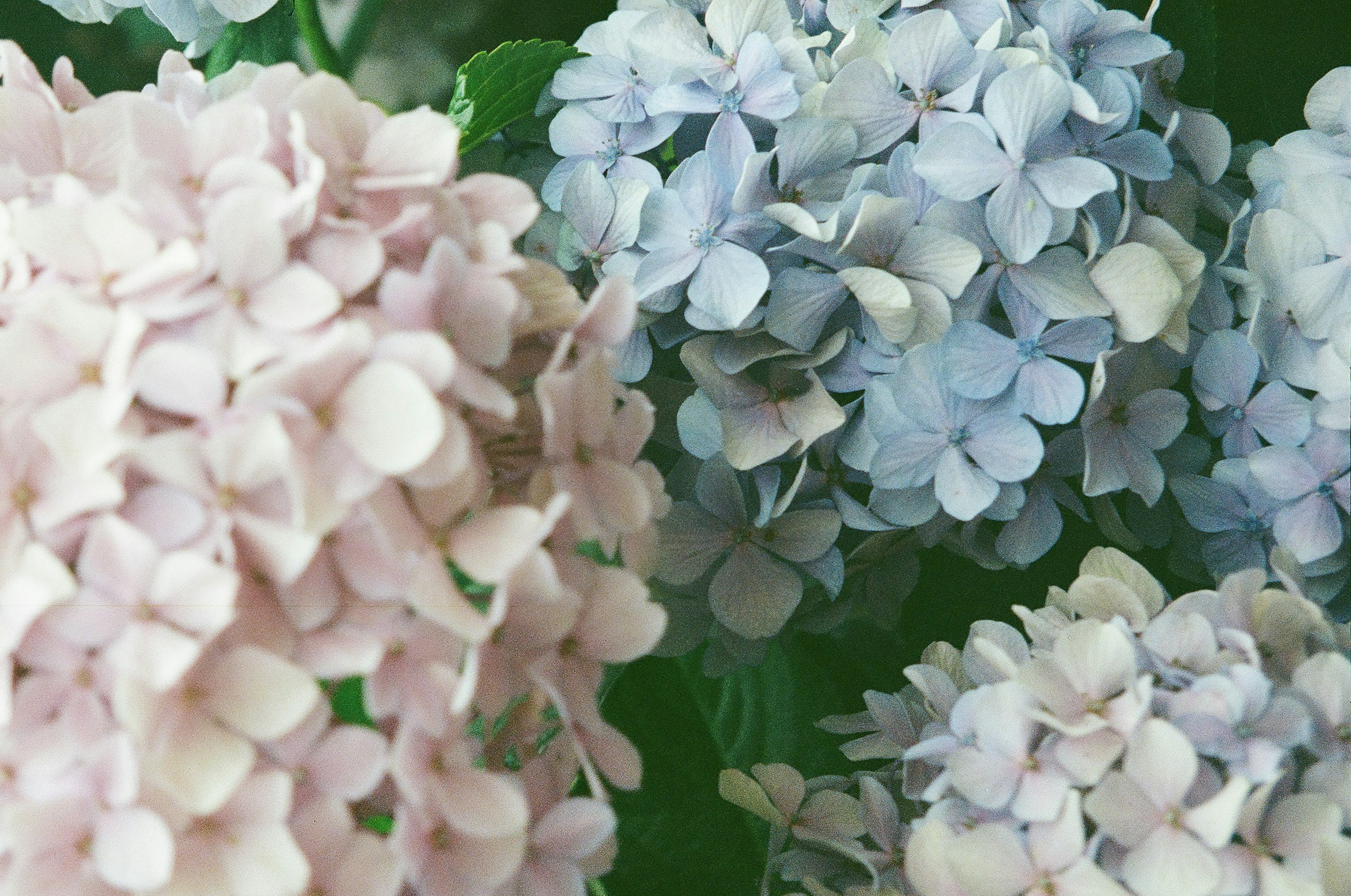 Zarte rosa und blaue Hortensienblüten