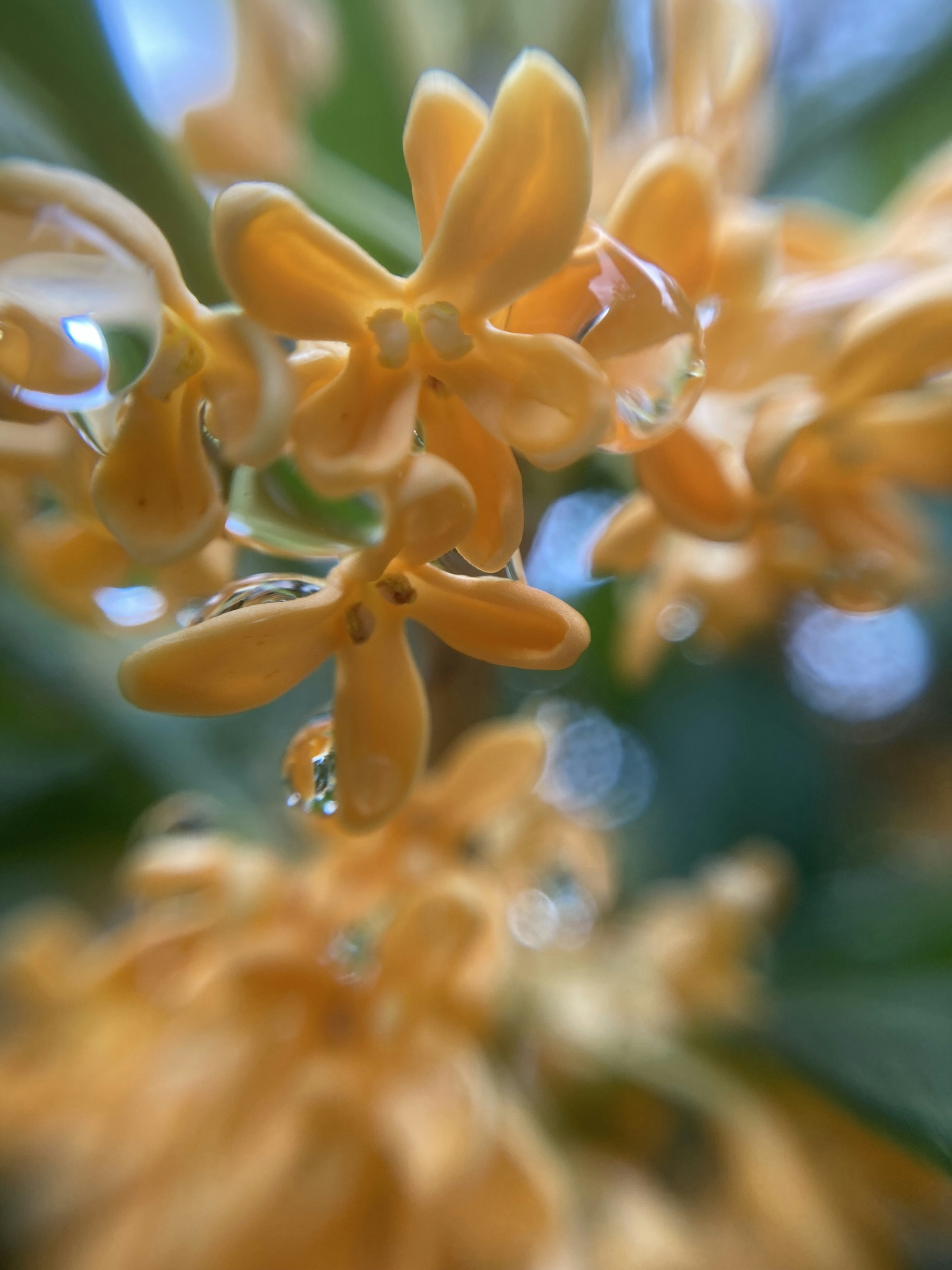 Gambar close-up bunga oranye cerah dengan tetesan air