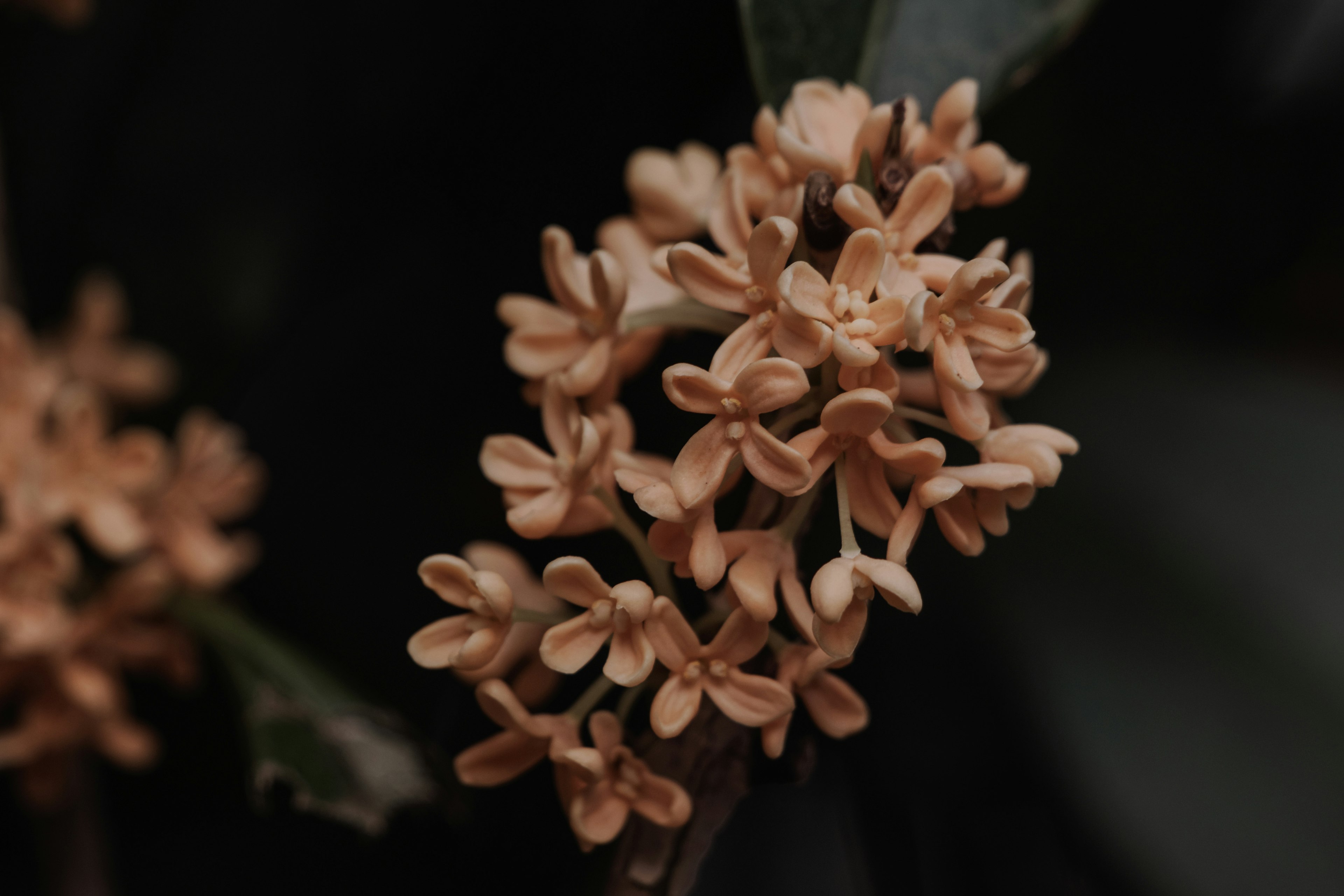 Gros plan d'une plante avec des fleurs pâles sur fond sombre