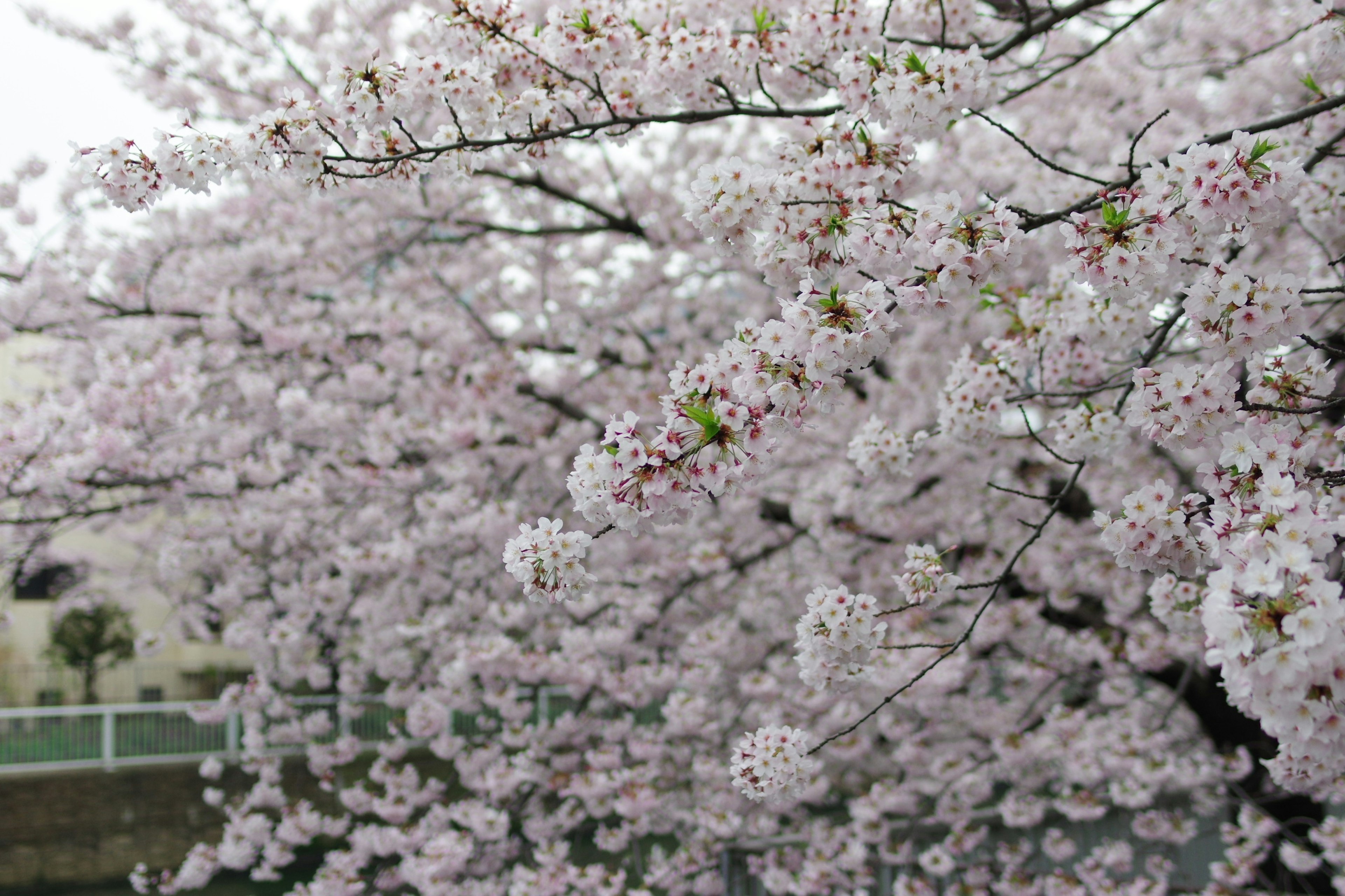 Pohon sakura yang sedang mekar penuh dengan bunga pink yang halus menutupi cabang-cabang