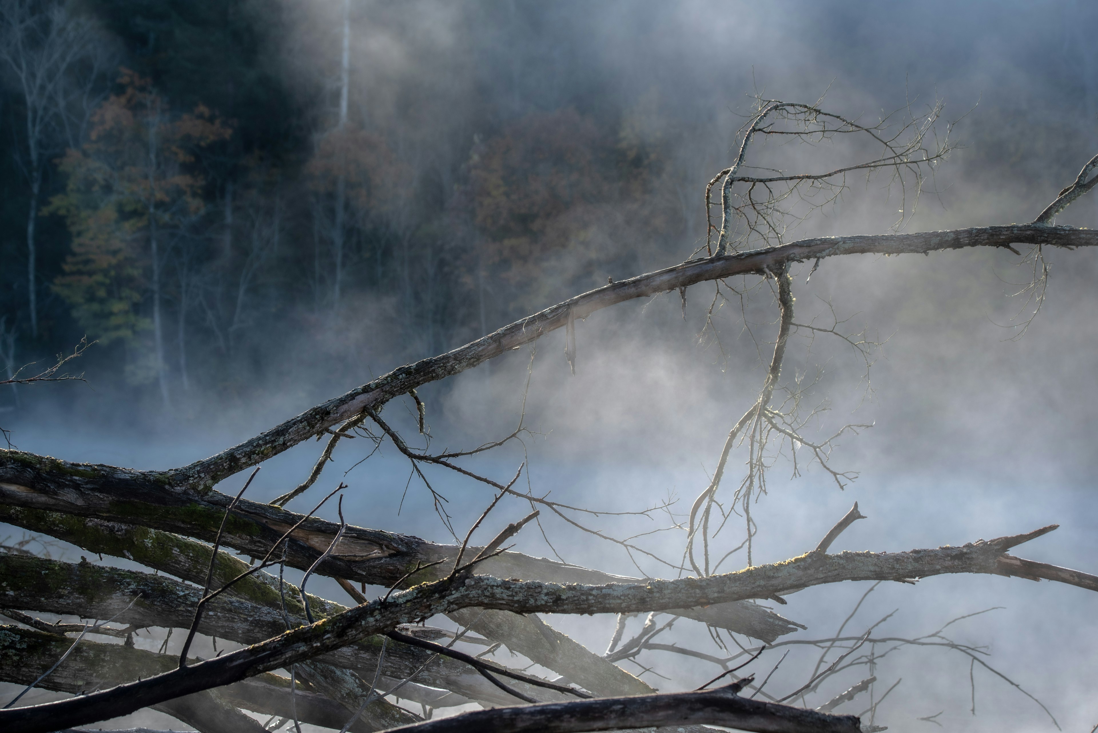 霧に包まれた木の枝が水面に横たわる幻想的な風景