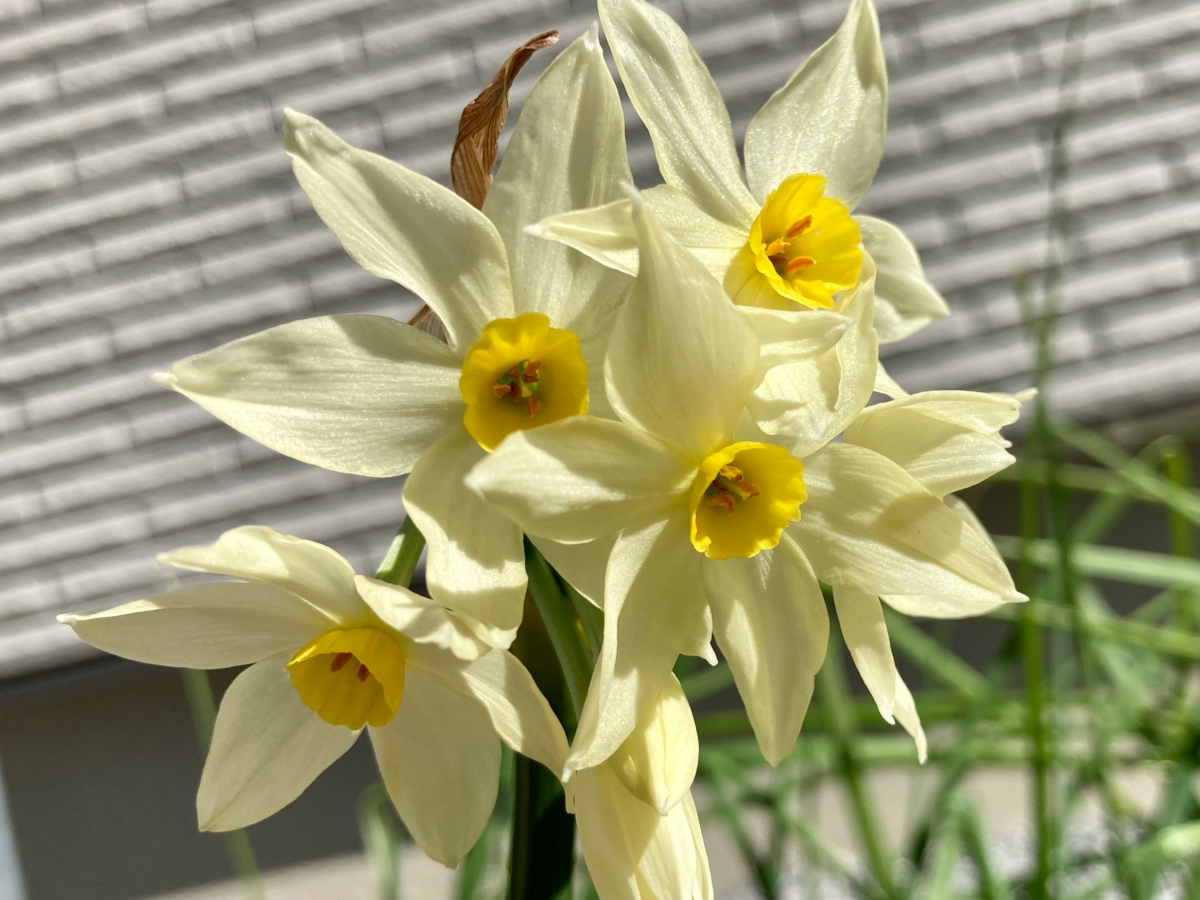 白いスイセンの花が集まって咲いている様子