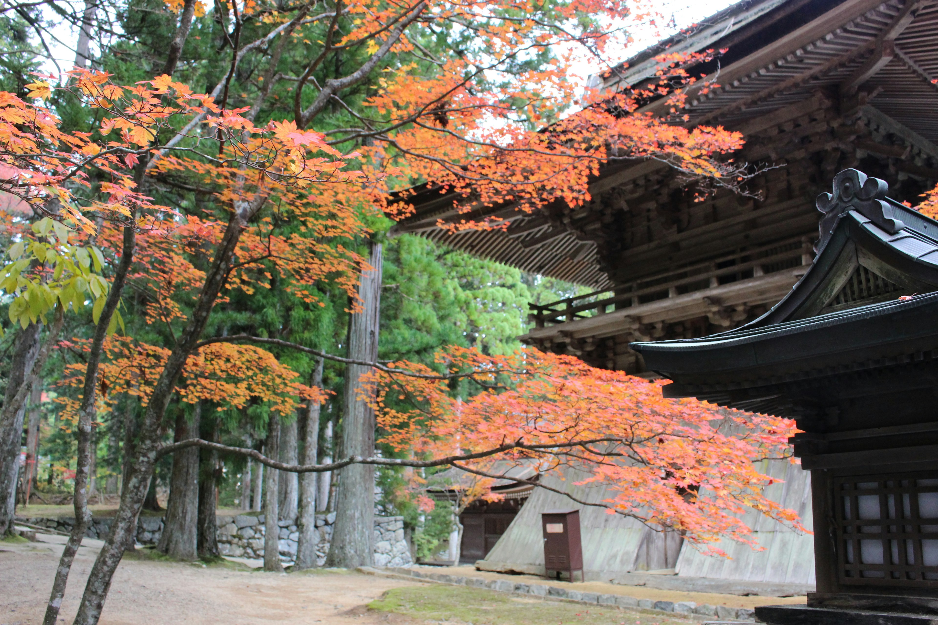 Scenic view of vibrant autumn leaves near a traditional building