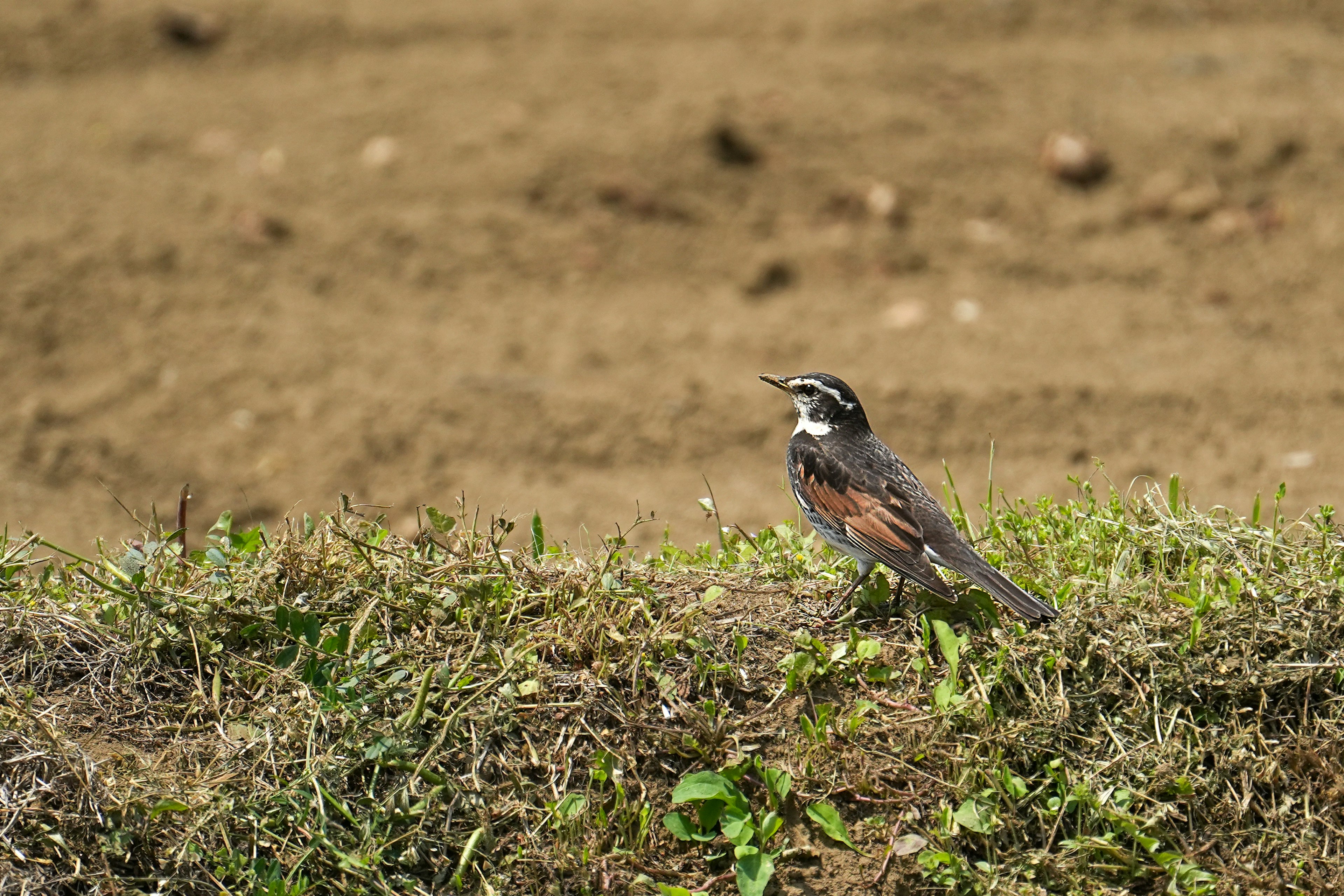 Seekor burung kecil berdiri di atas rumput dengan latar belakang kabur