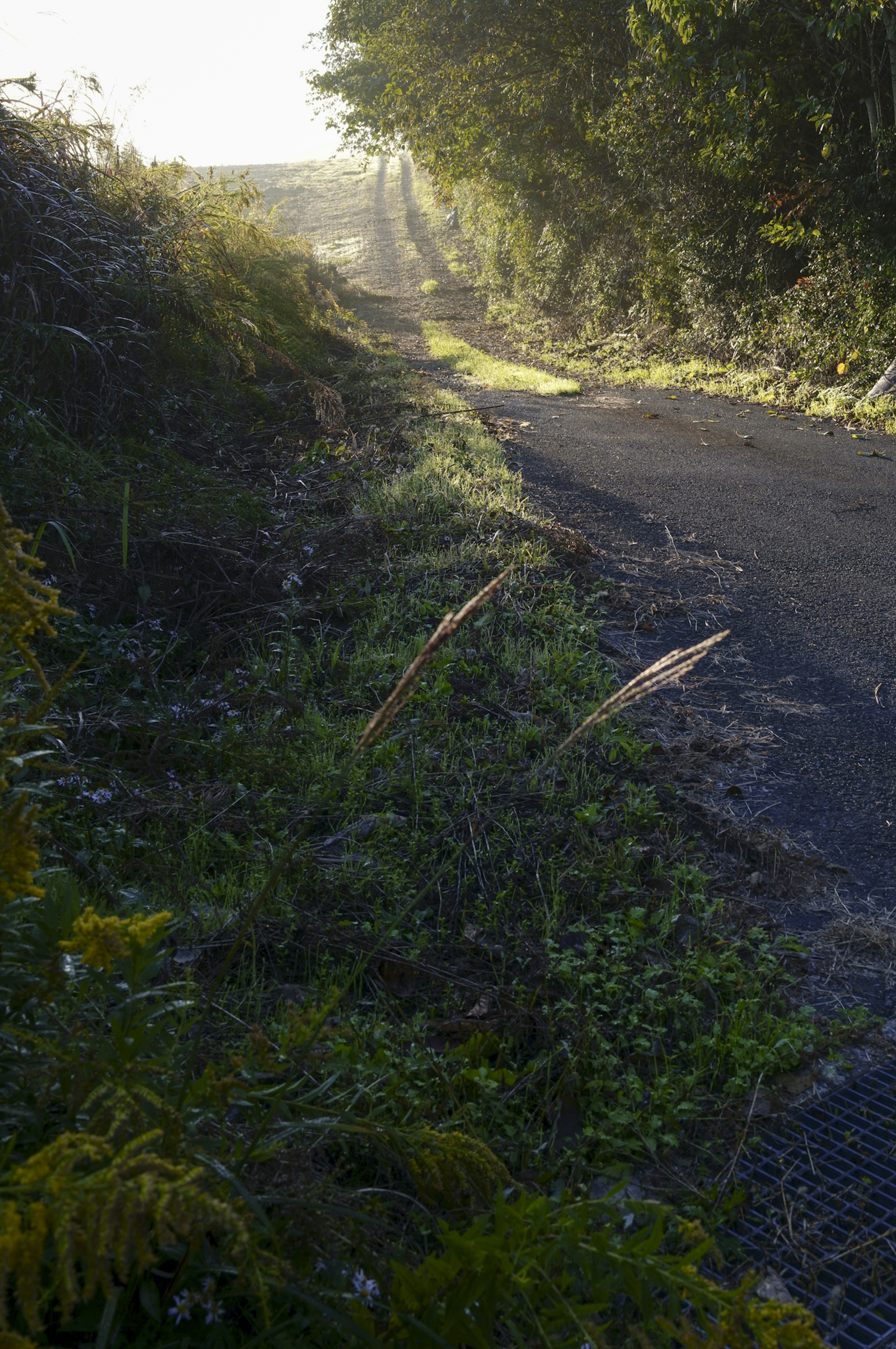 Ruhiger Weg mit Gras und Laub im Morgennebel