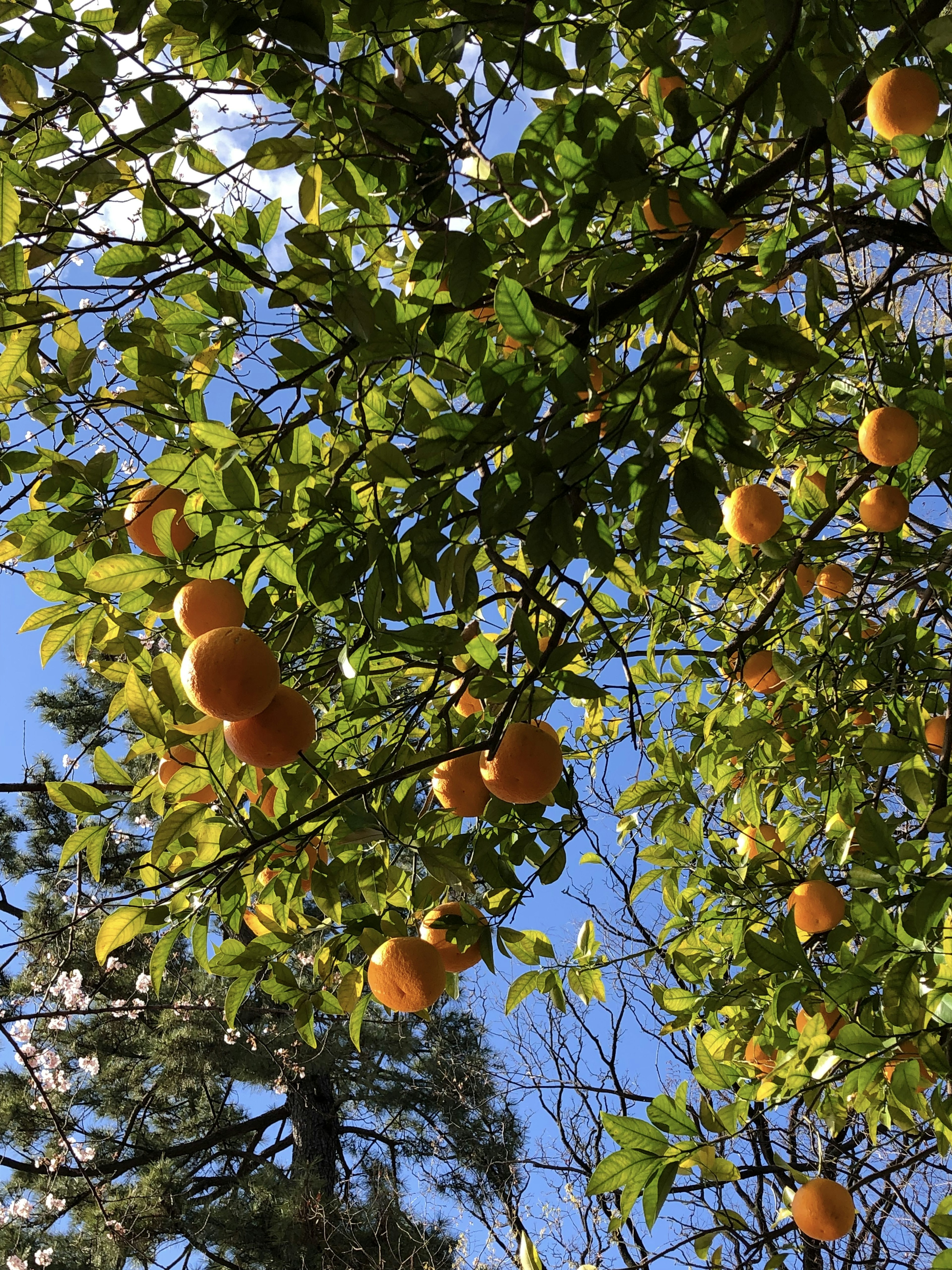 Äste eines Baumes mit orangefarbenen Früchten unter einem klaren blauen Himmel