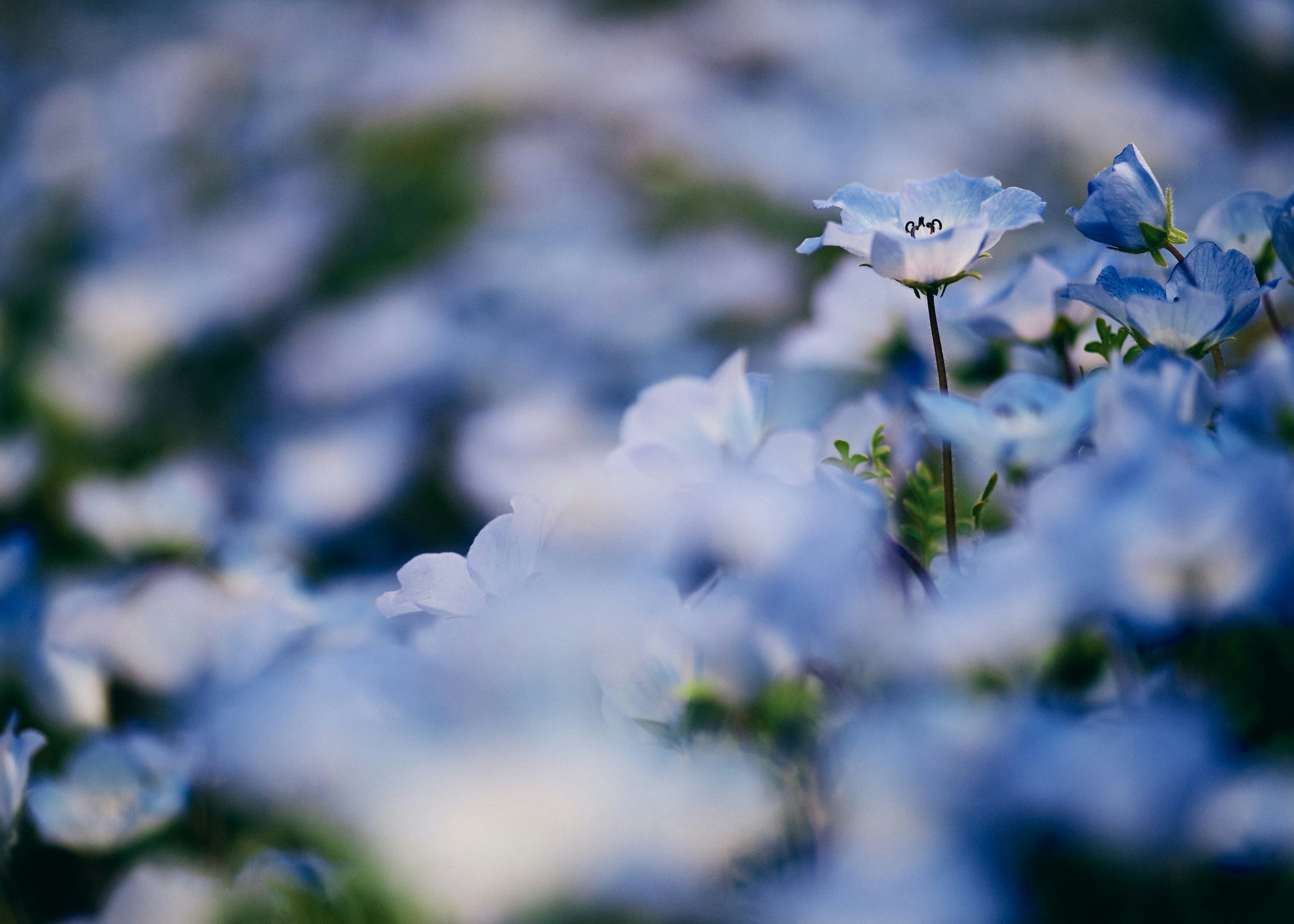 Primer plano de un campo de flores azules en flor