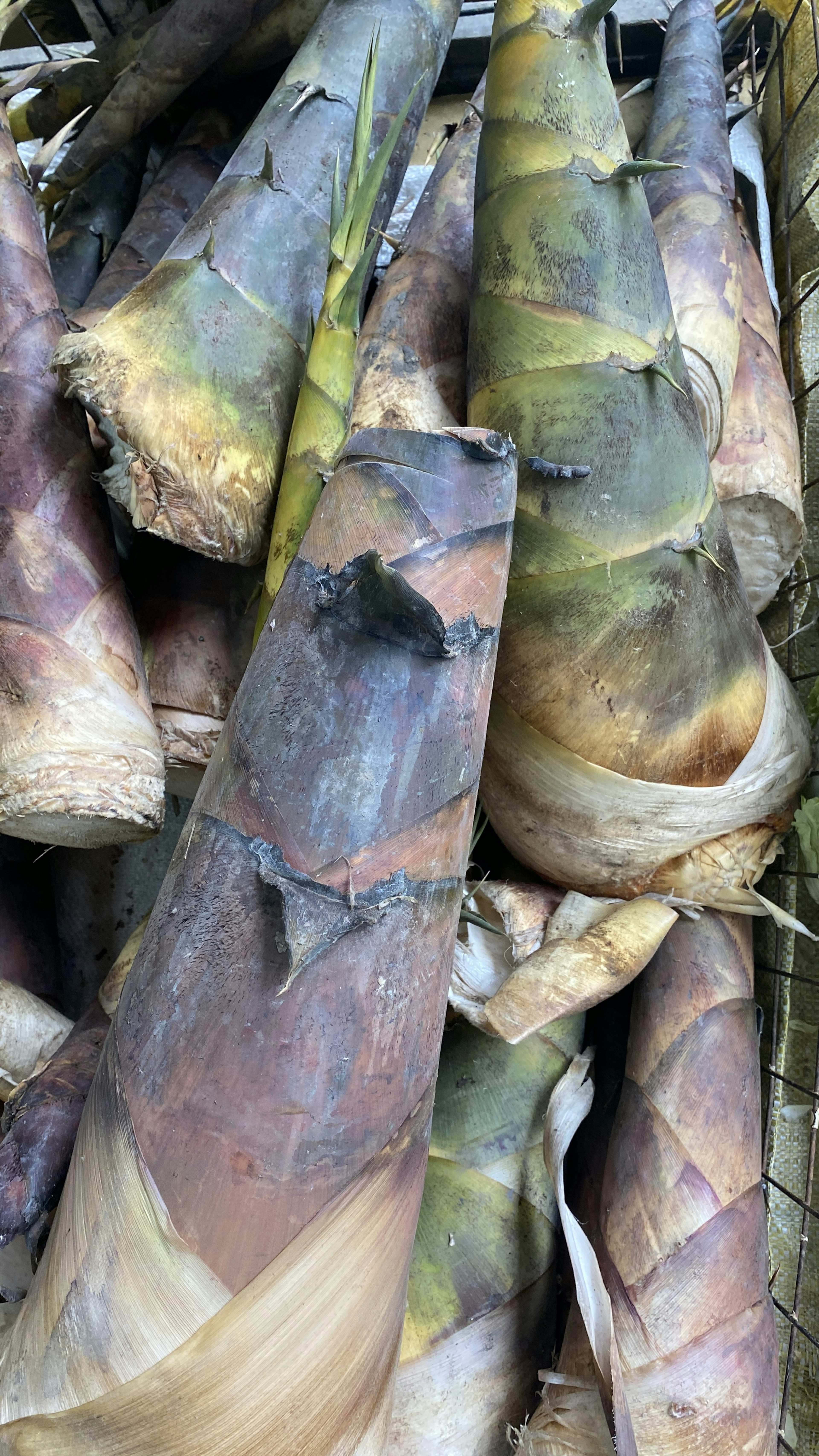 A close-up of overlapping bamboo shoots with various colors and textures