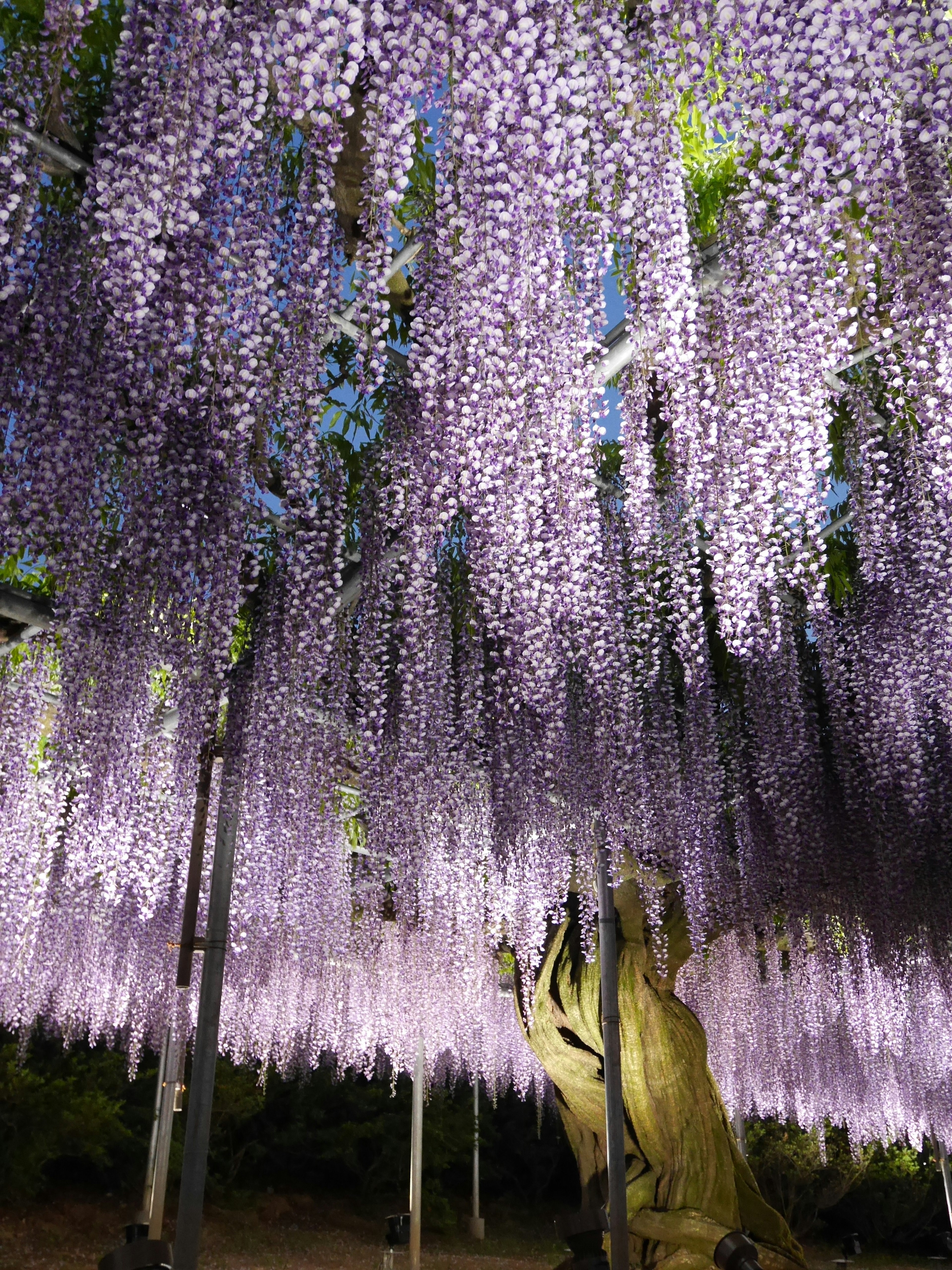 A stunning view of cascading purple wisteria flowers