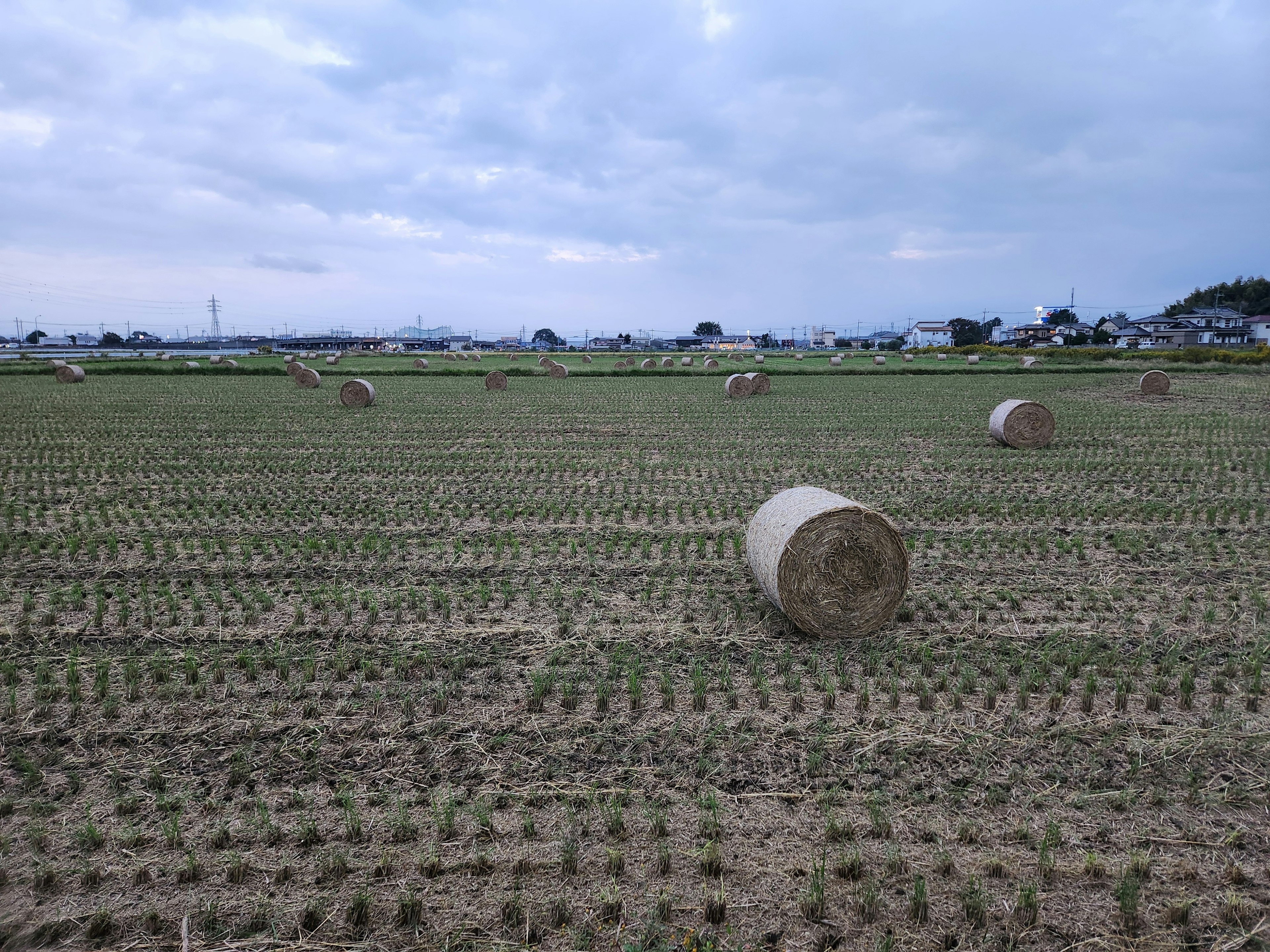 Landscape of a rice field with cylindrical hay bales scattered across