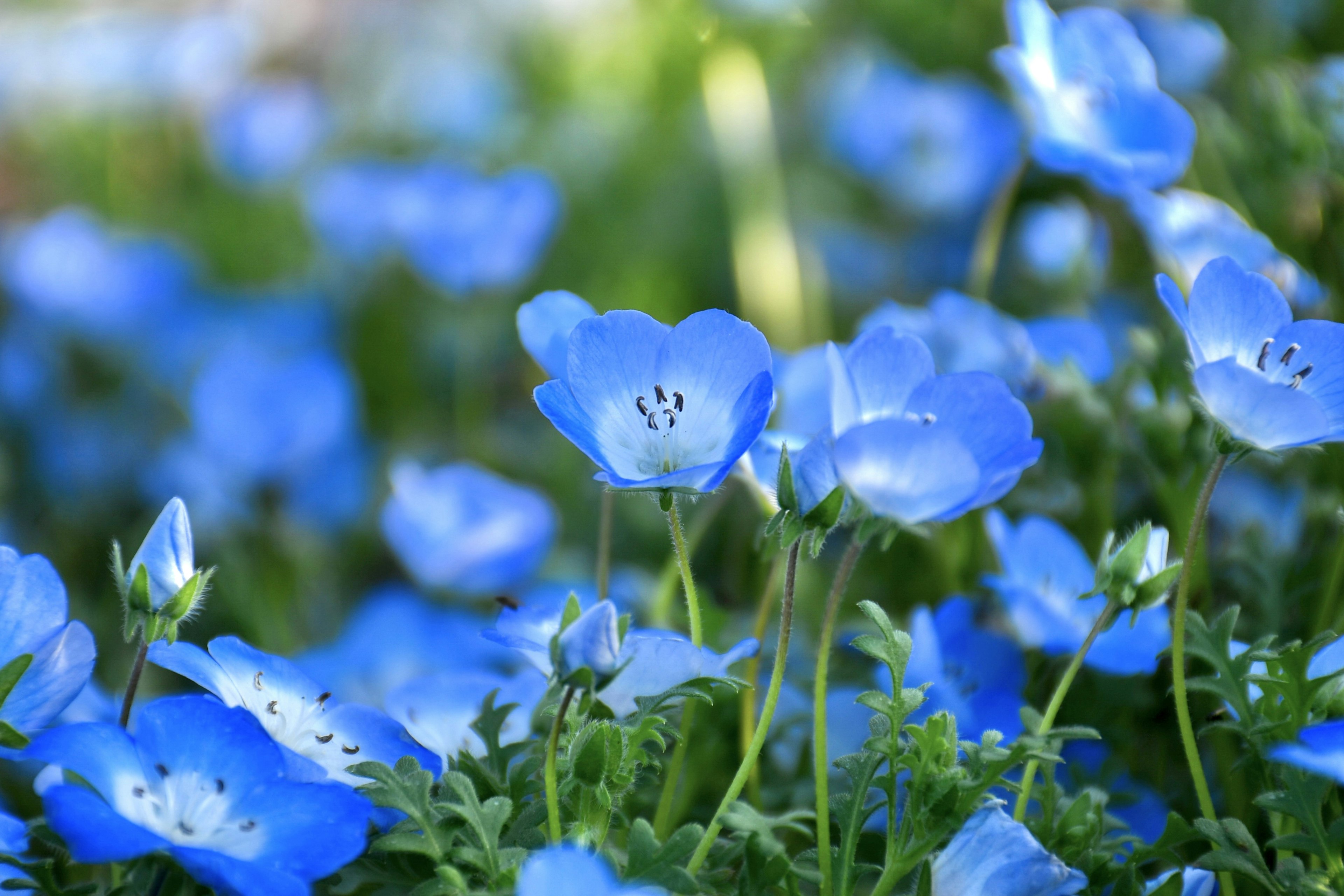 Campo de flores azules en plena floración con pétalos delicados