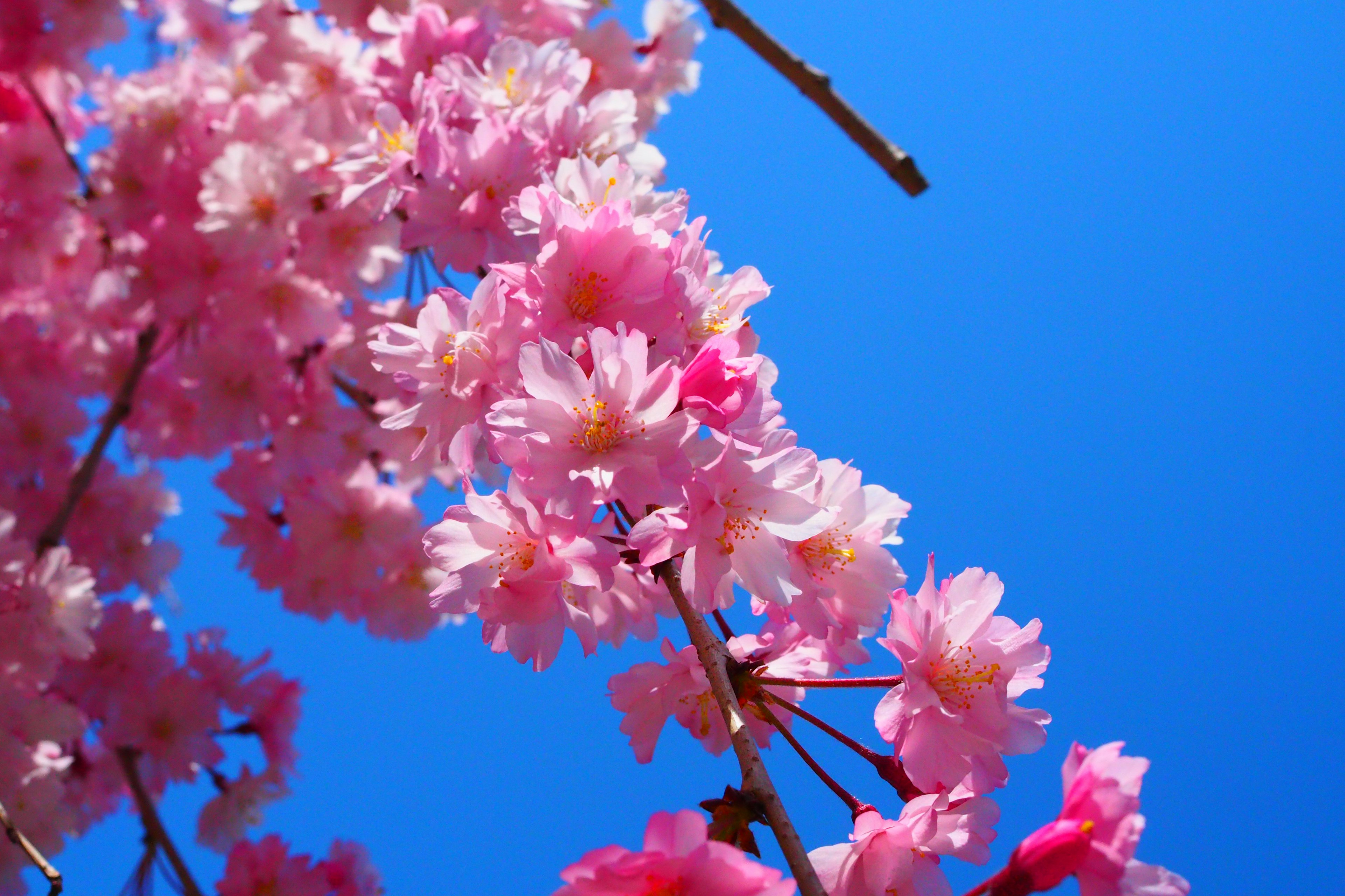 Nahaufnahme von Kirschblüten vor blauem Himmel