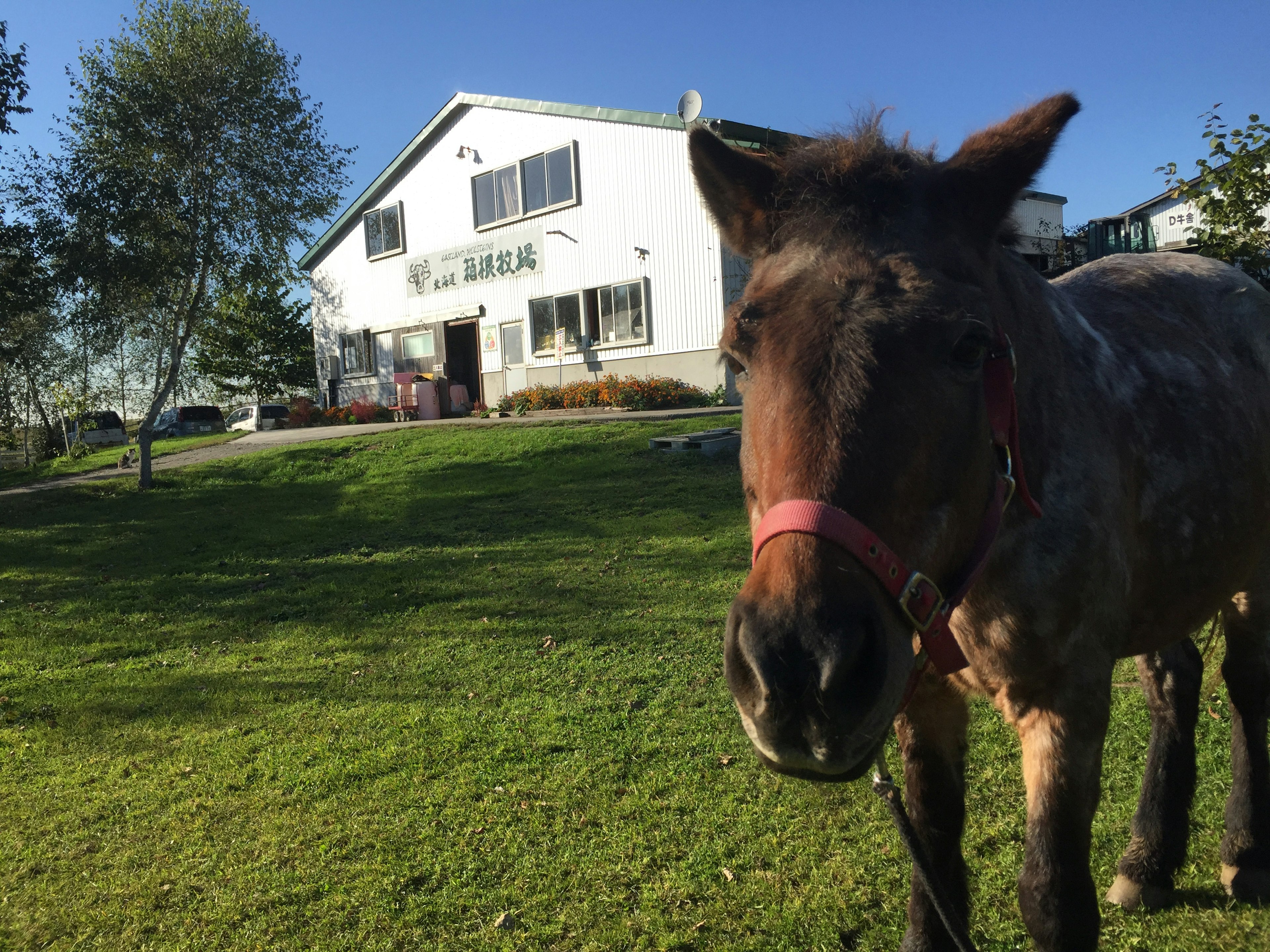 Brown horse standing on green grass with a white house in the background