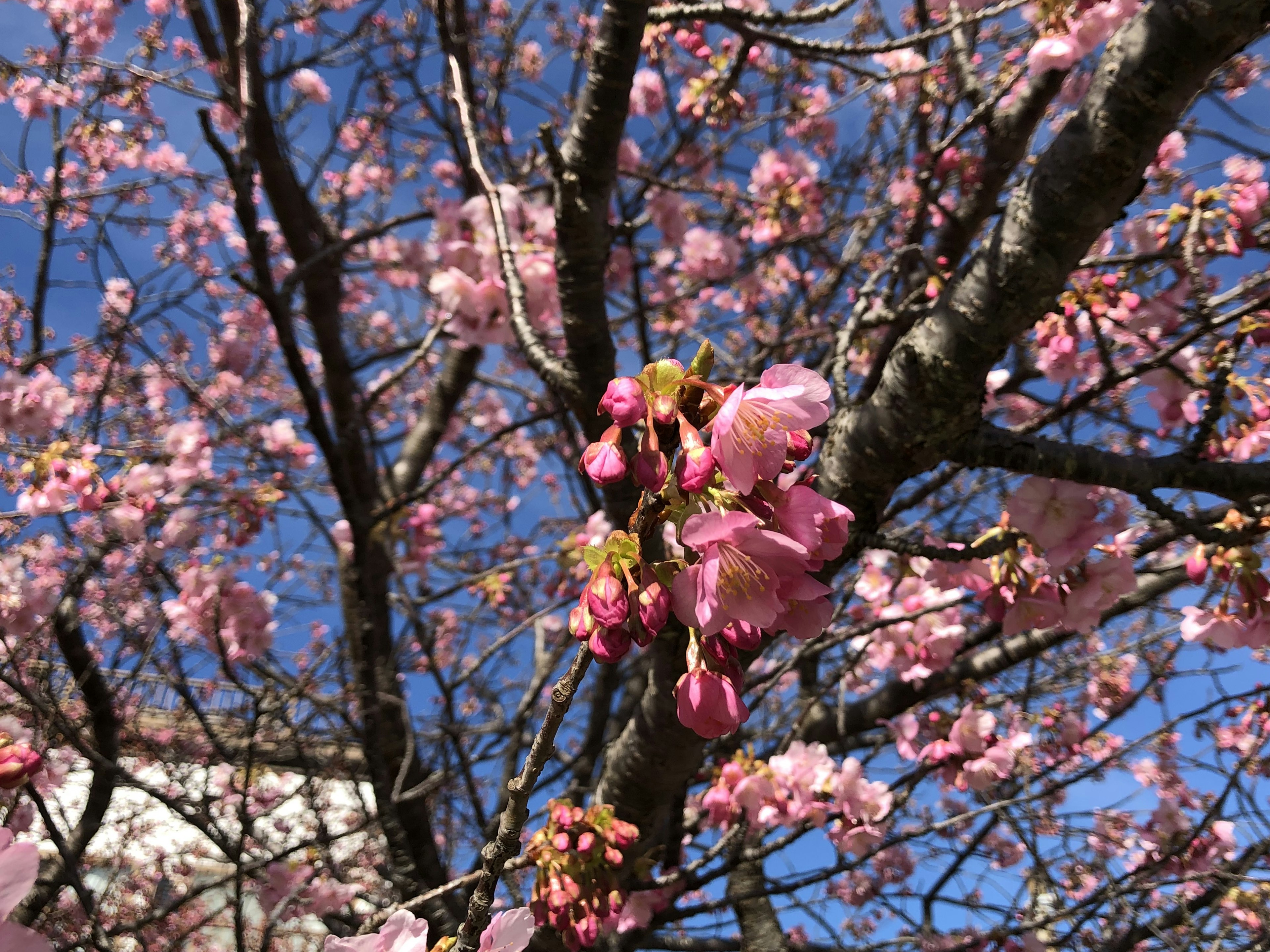 Kedekatan bunga sakura di cabang pohon dengan latar belakang langit biru