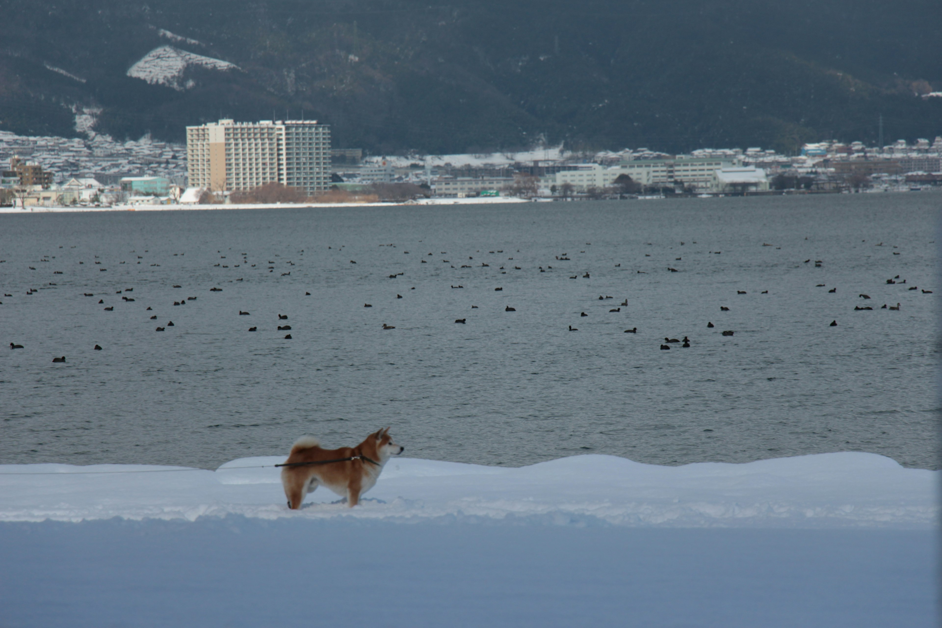 A dog standing on snow with a calm lake in the background