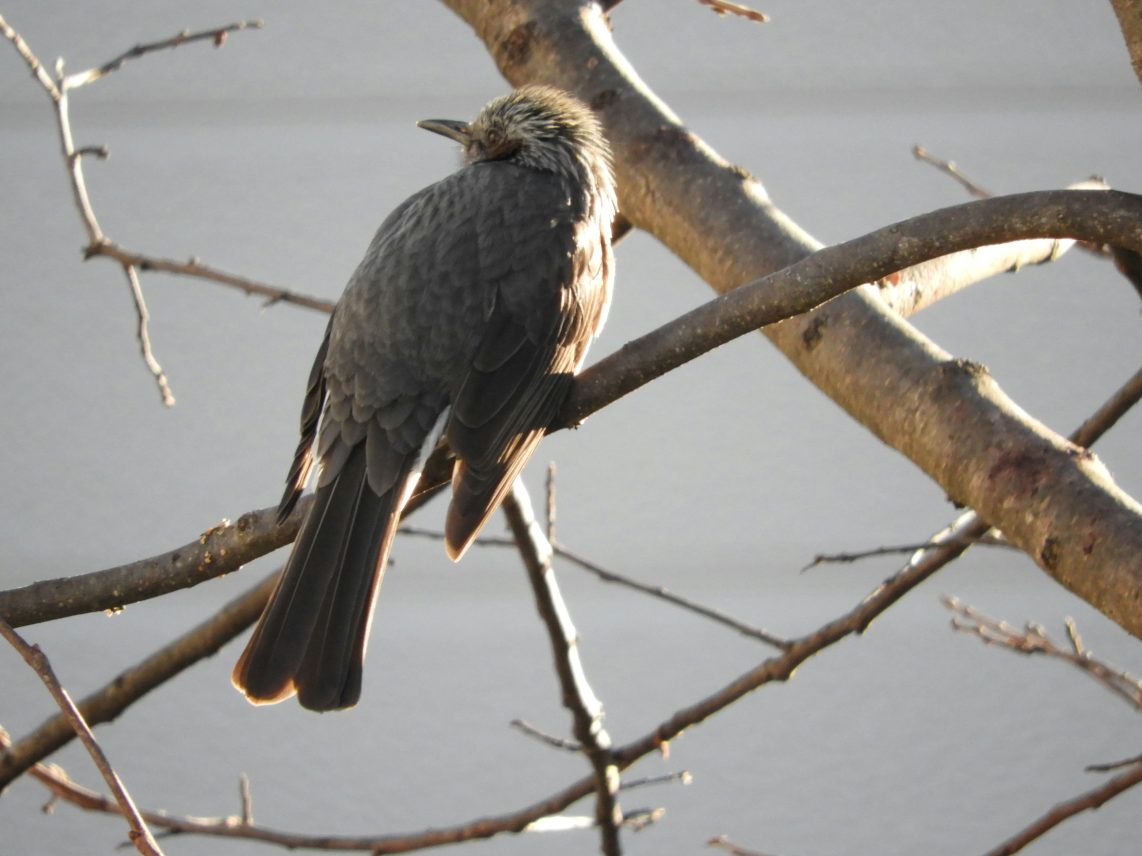 Burung yang bertengger di cabang dengan punggung menghadap kamera