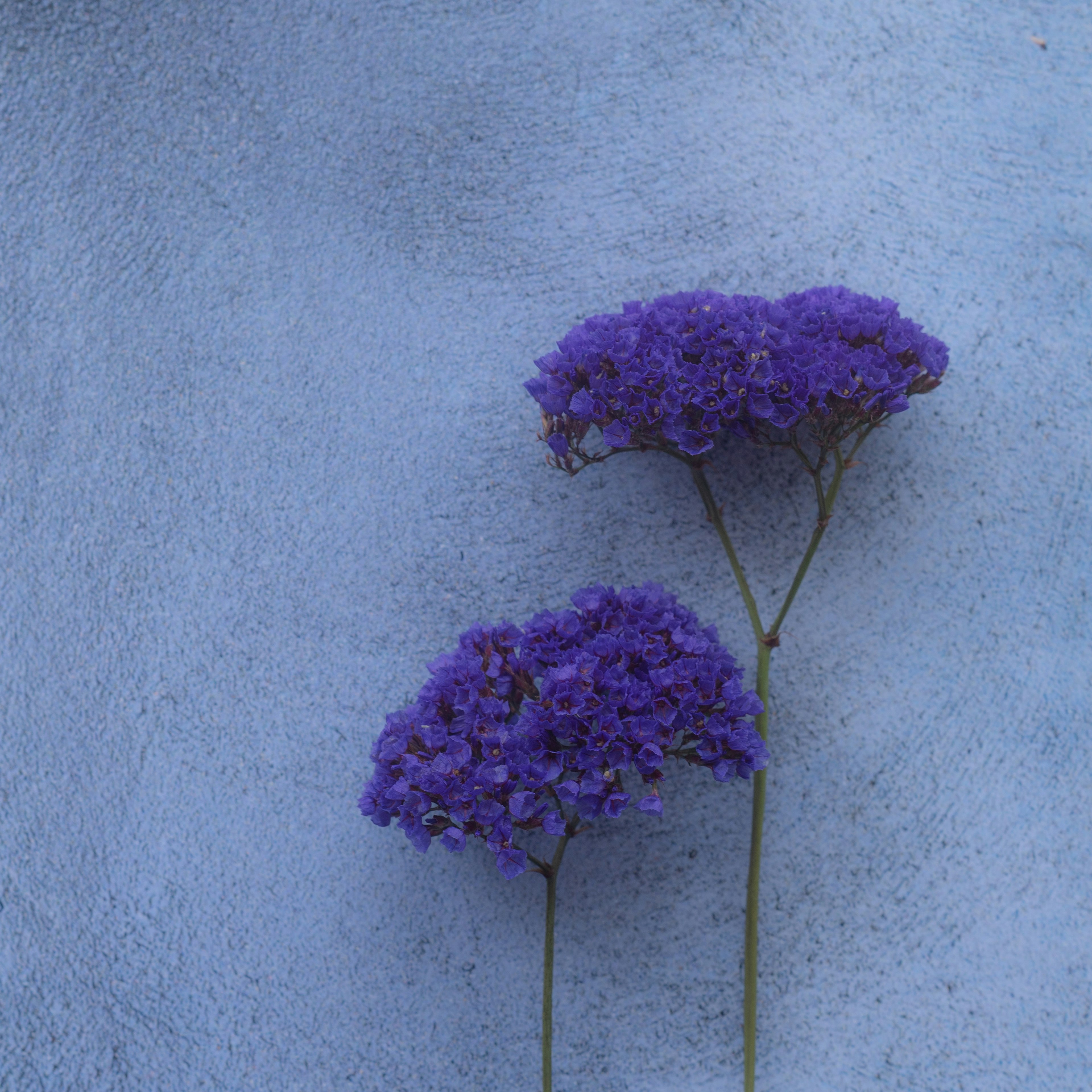 青い背景に紫の花が2つ並んでいる