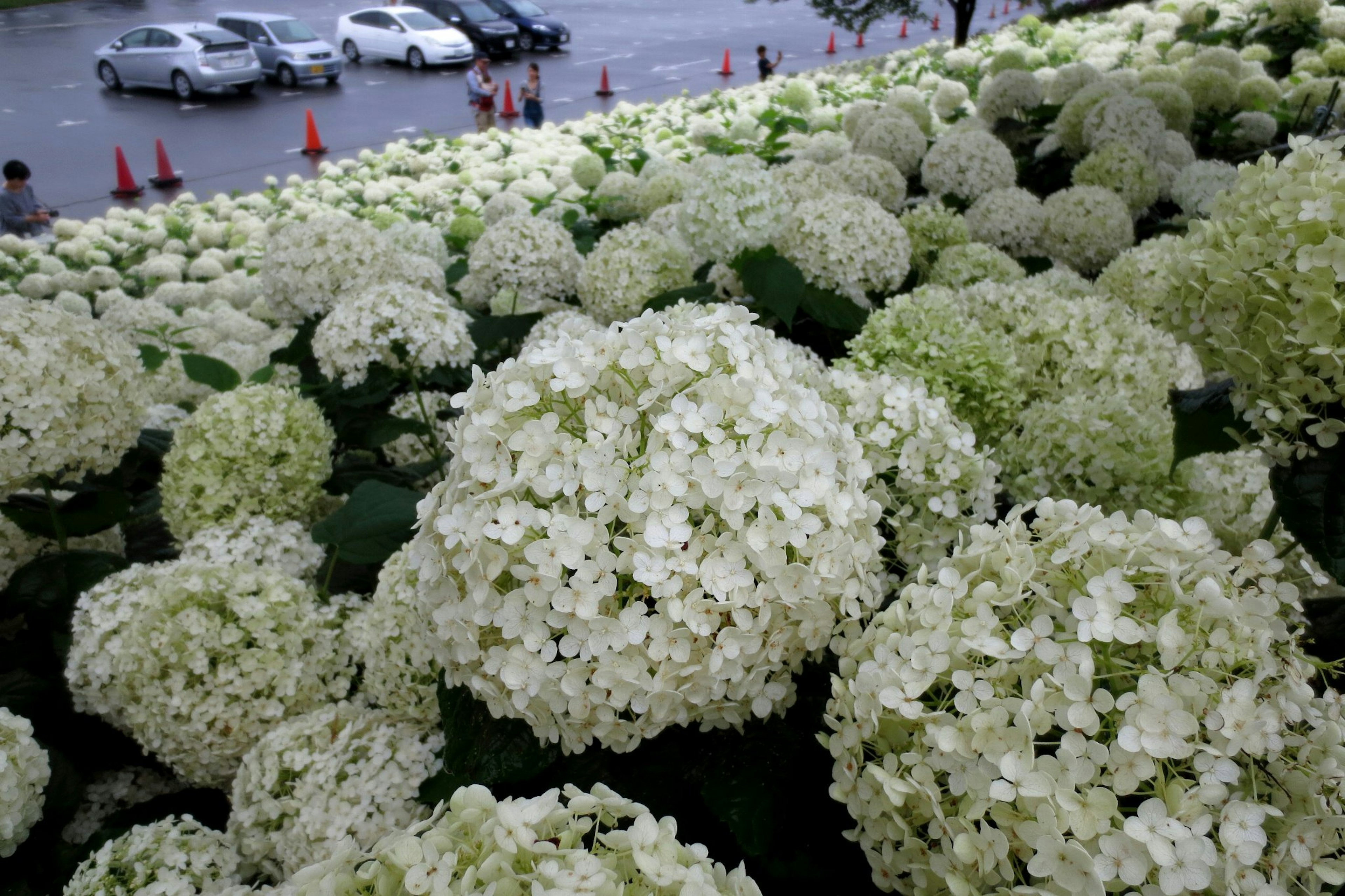 A landscape filled with blooming white hydrangeas cars visible in the background