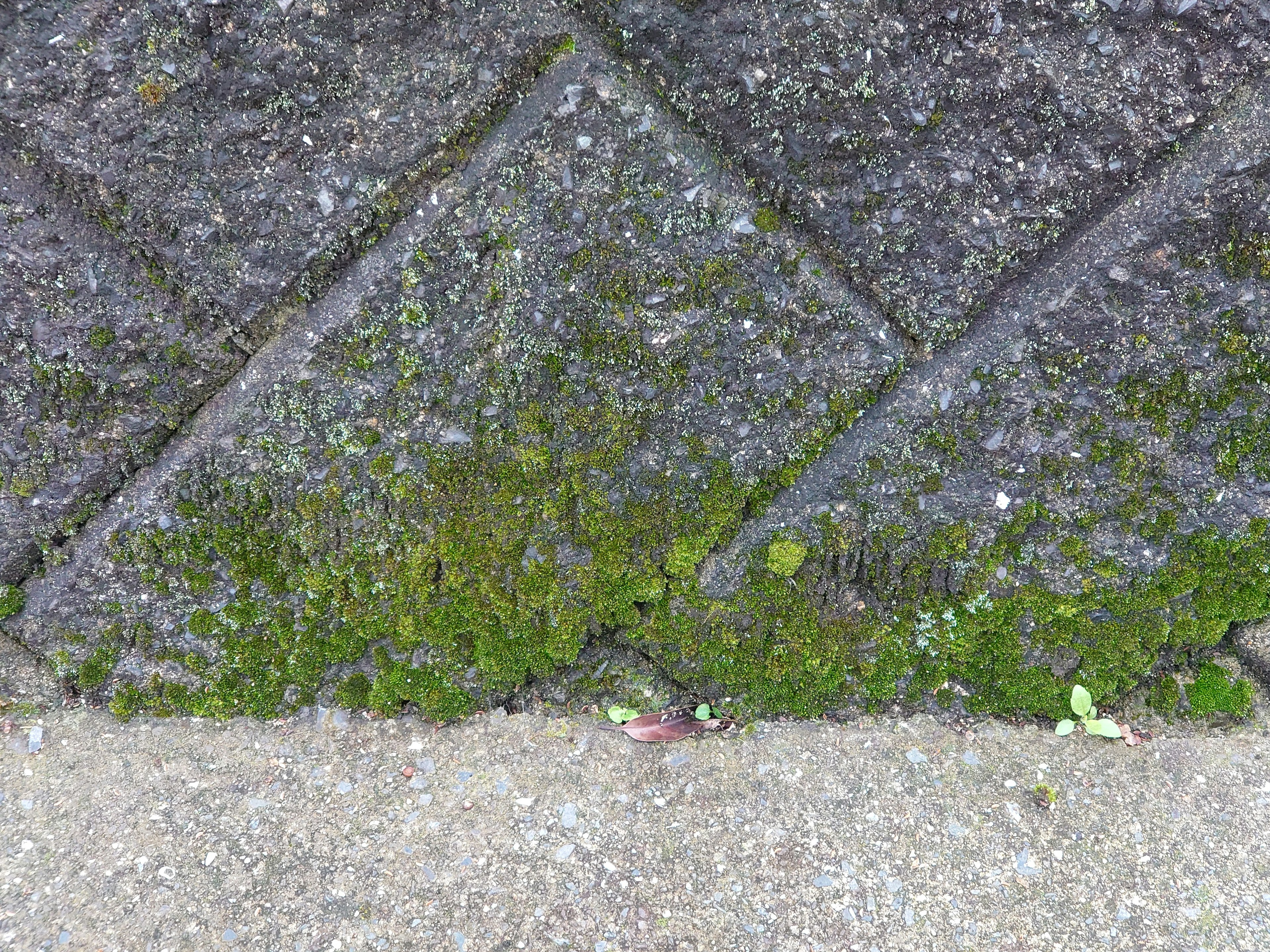 Green moss growing in the cracks of a stone pavement with a textured surface