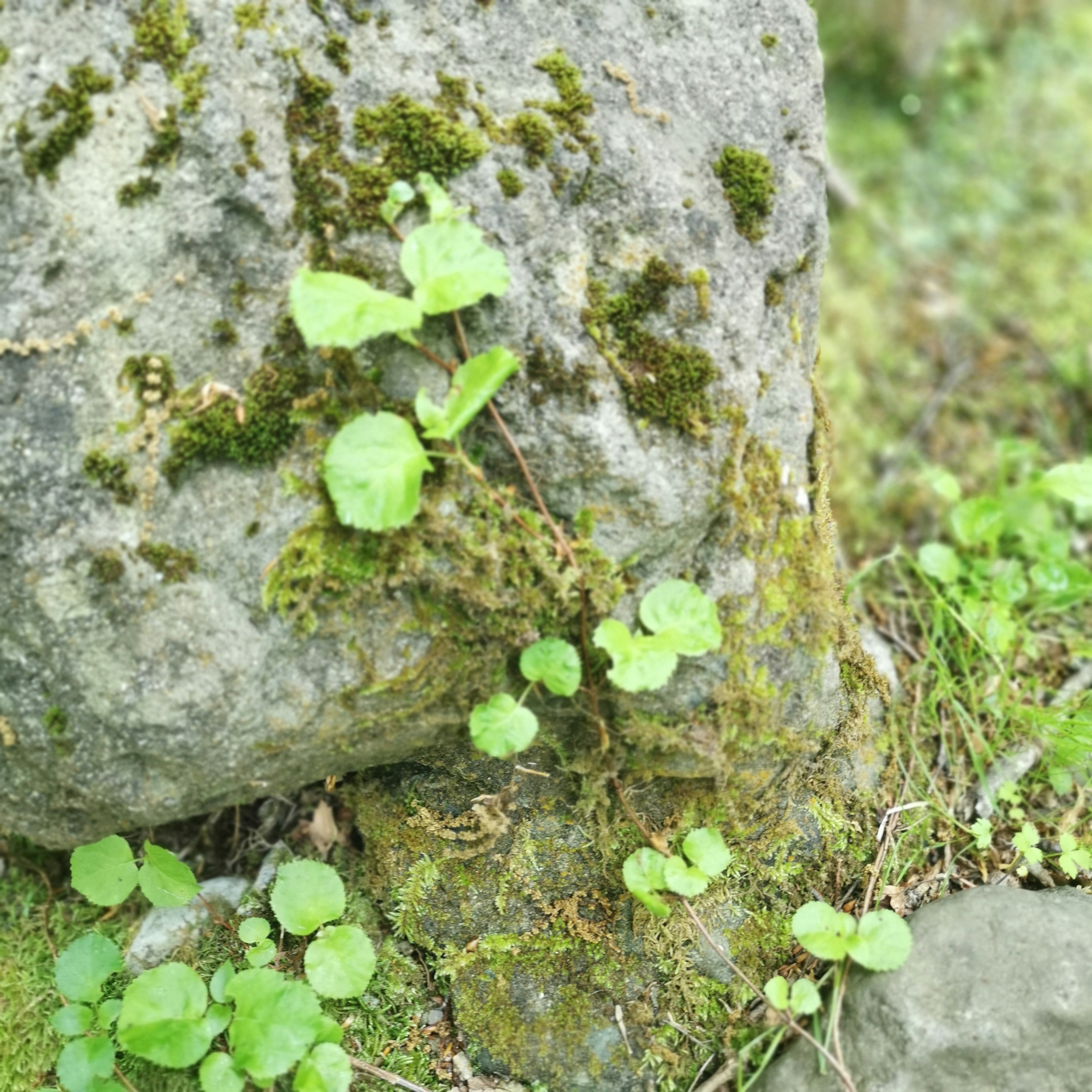 Gros plan sur des plantes vertes poussant autour d'une pierre couverte de mousse