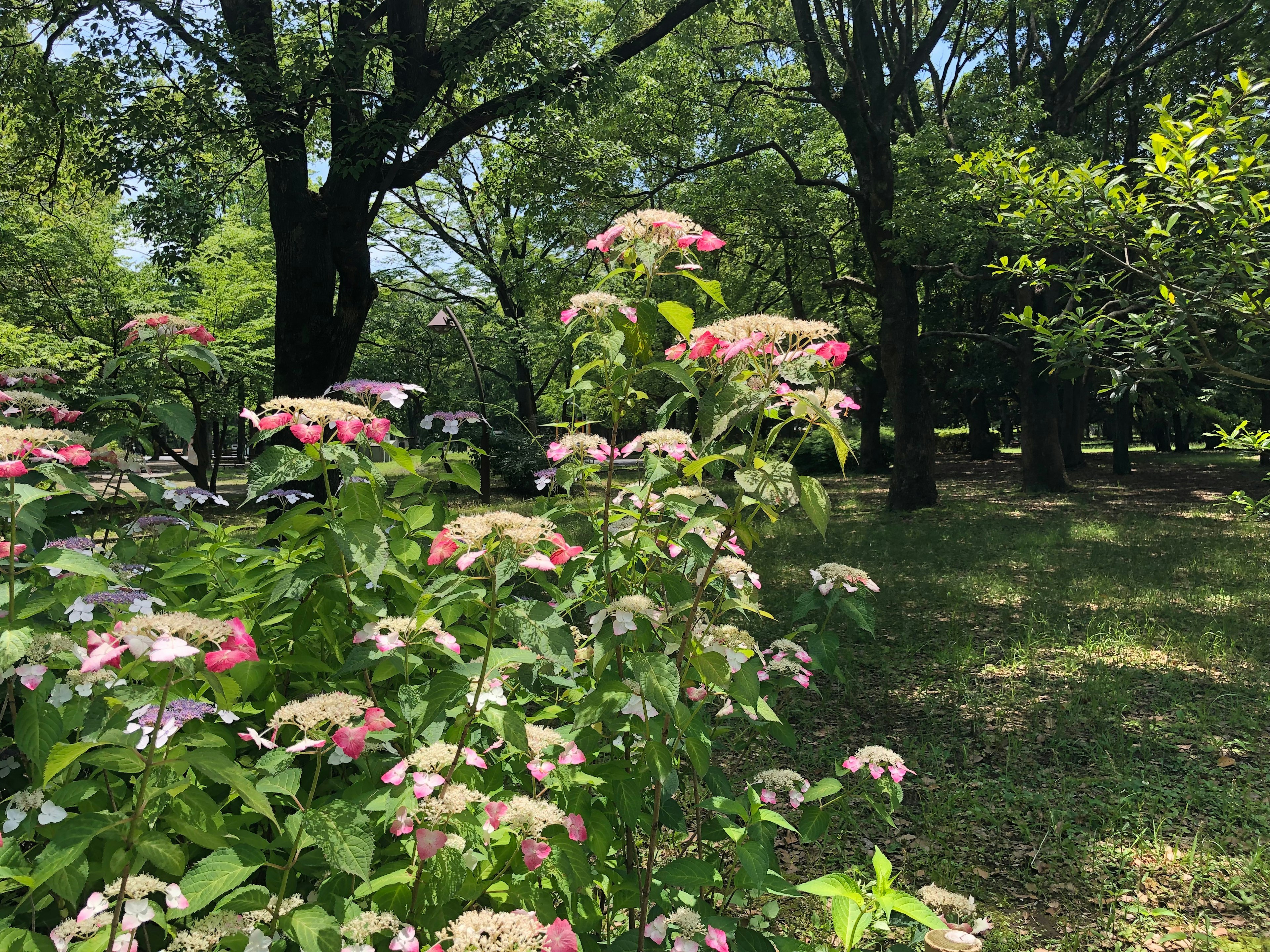 Pink flowers blooming in a lush green park with large trees