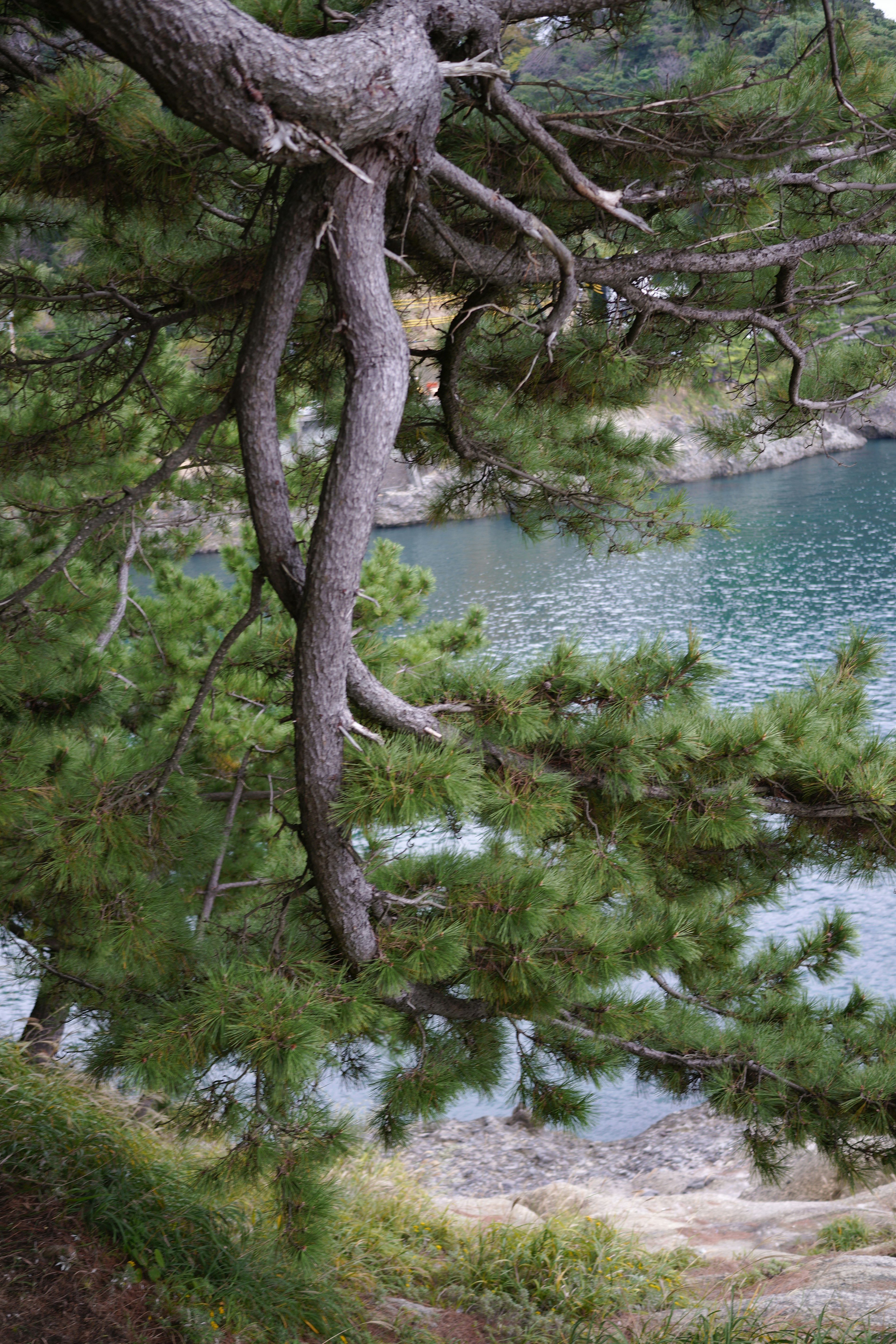 湖の近くに生えている松の木の独特な枝