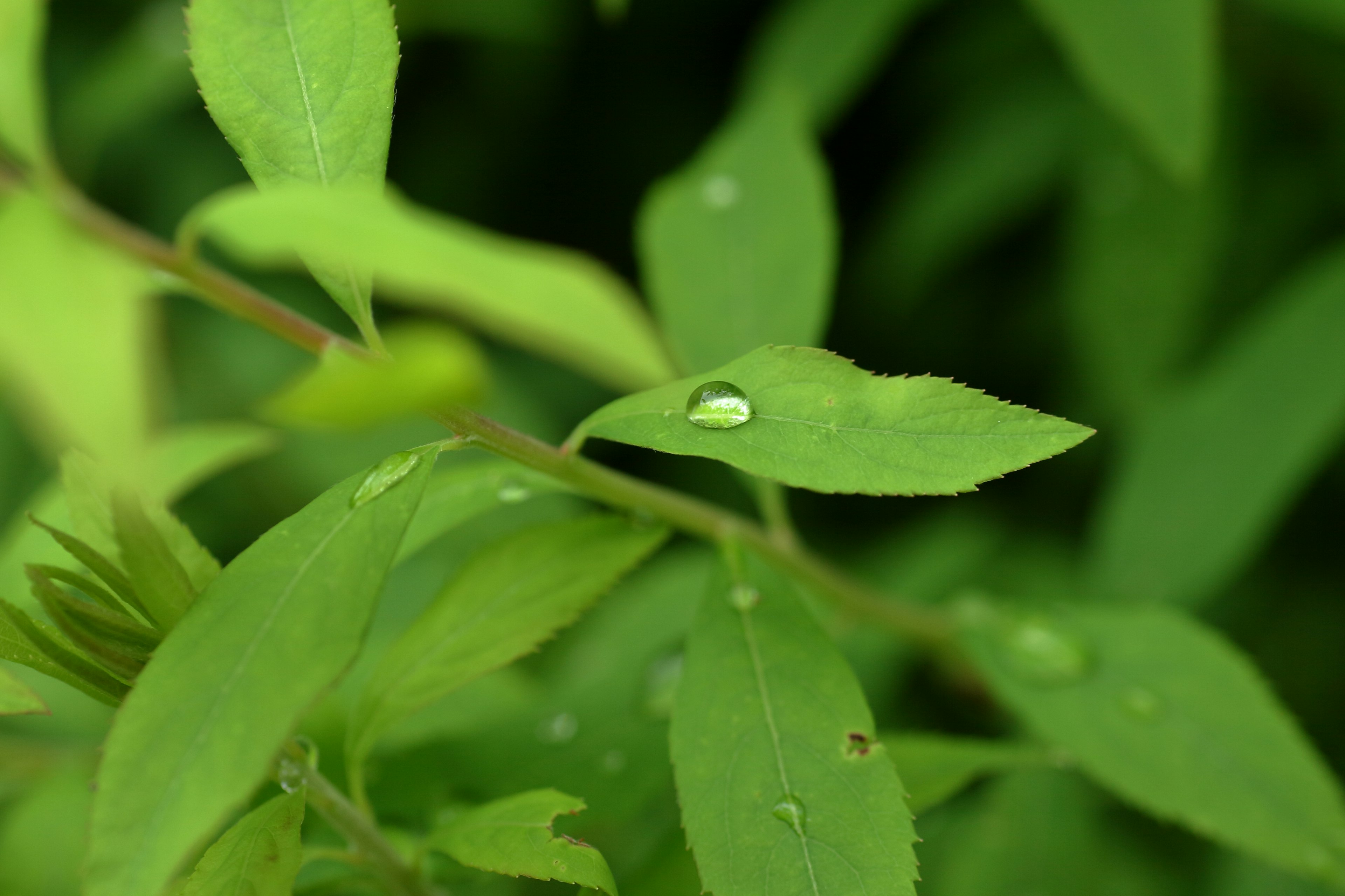 Kedekatan daun hijau dengan tetesan air