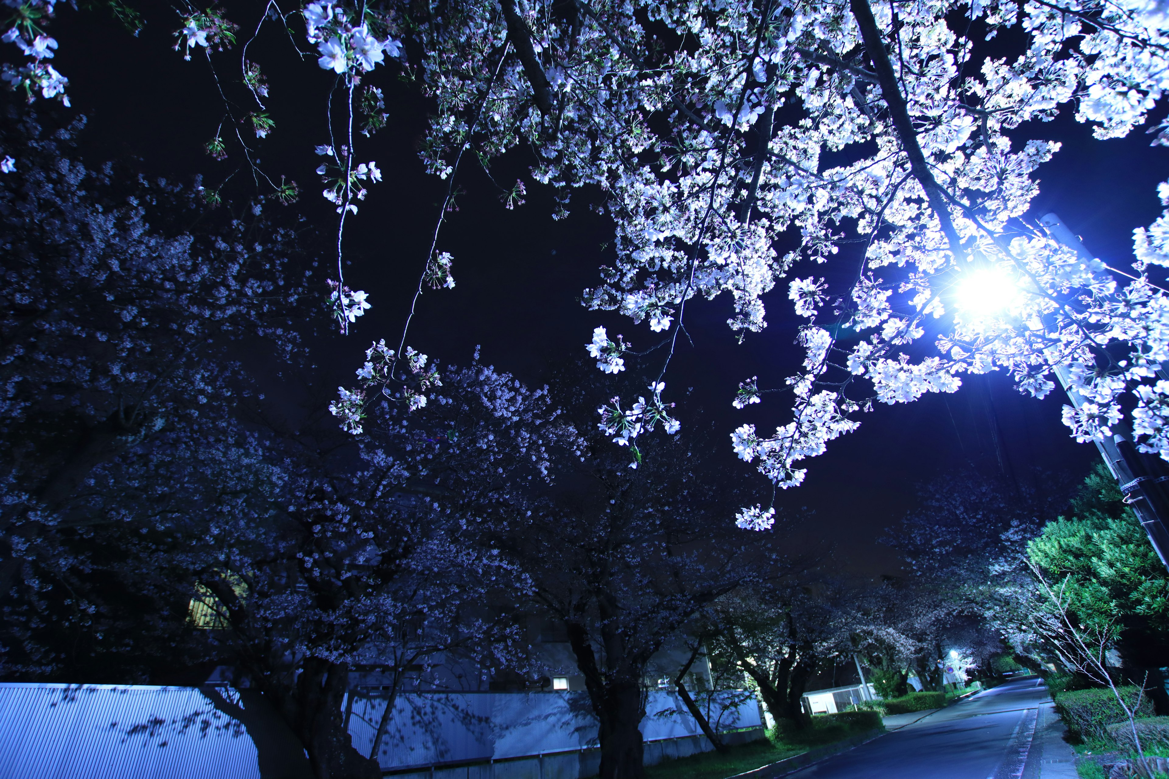 Cherry blossoms illuminated by streetlight at night creating a serene atmosphere