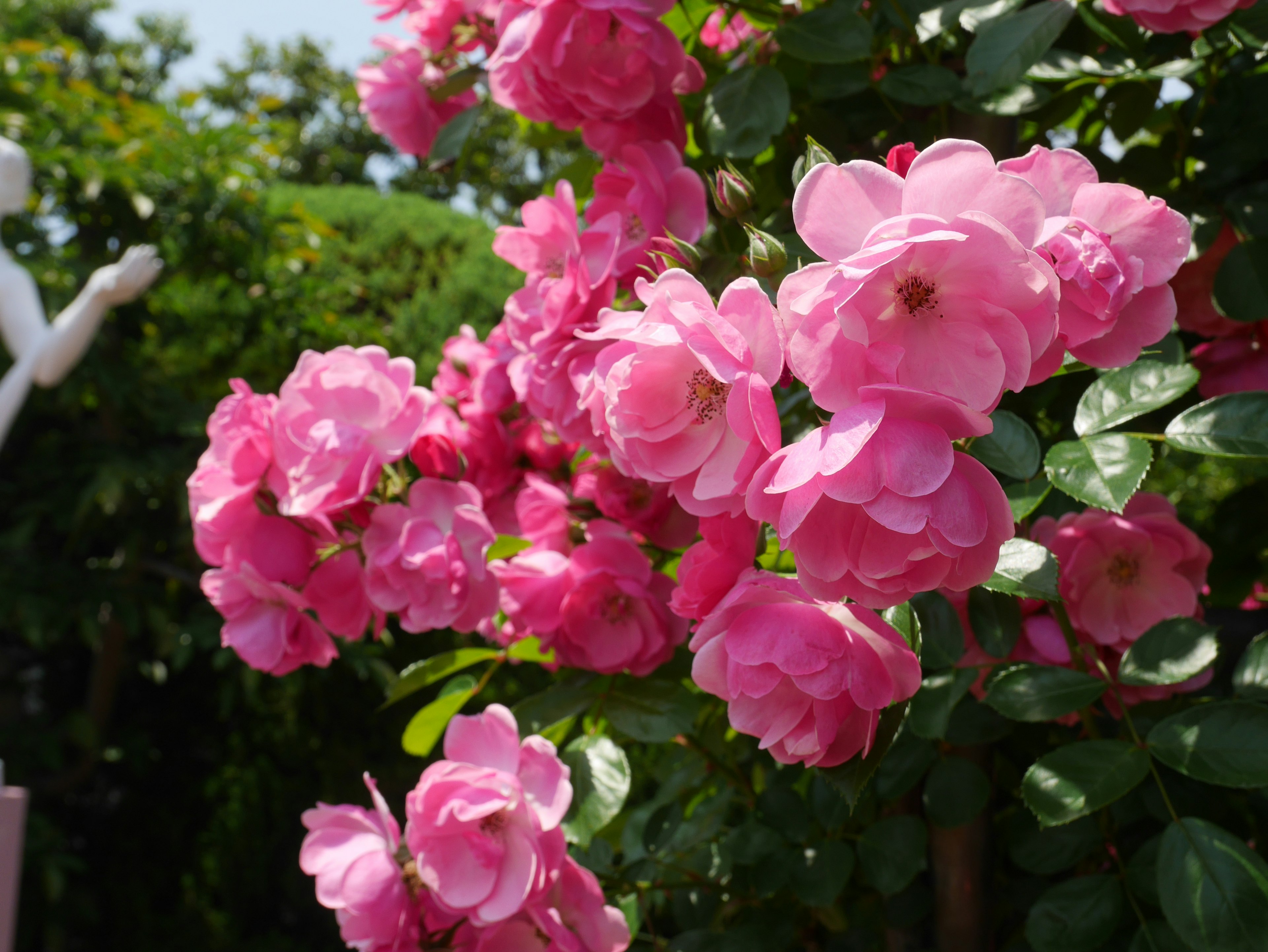 Flores de rosa vibrante en plena floración en un jardín