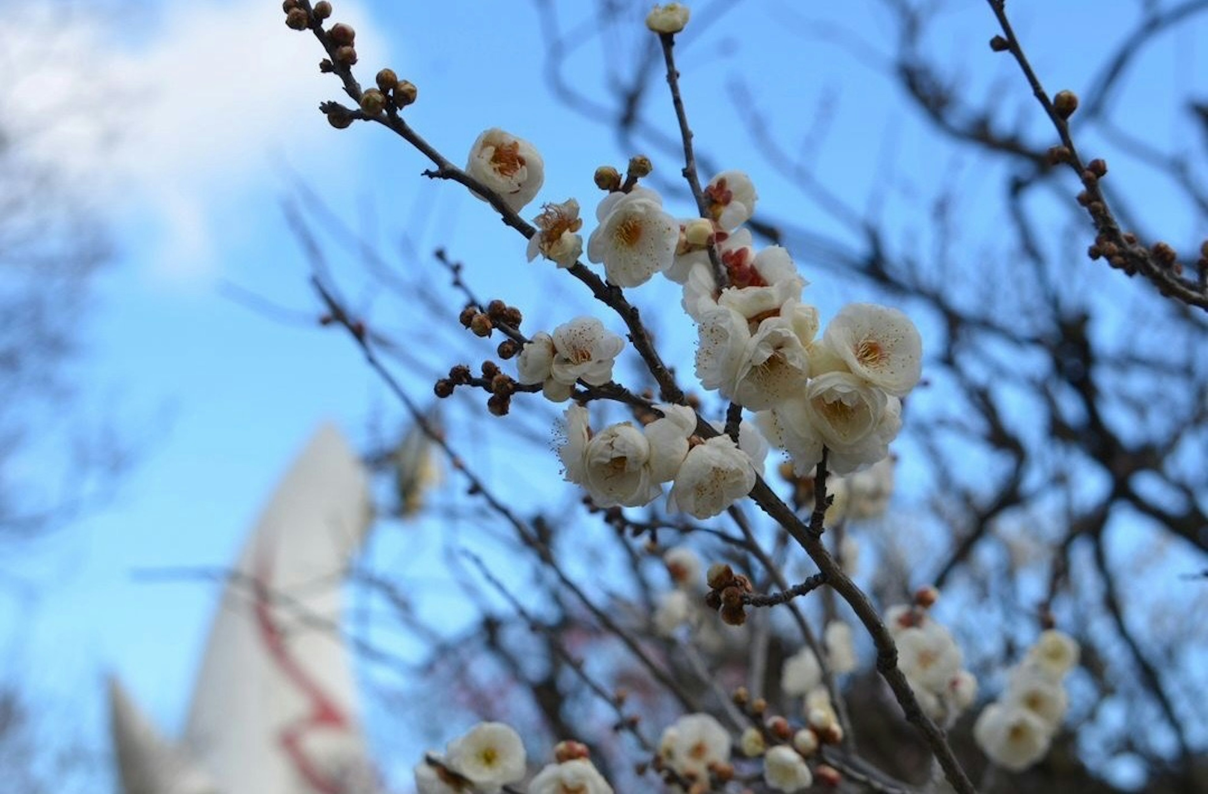 Äste mit weißen Pflaumenblüten vor blauem Himmel