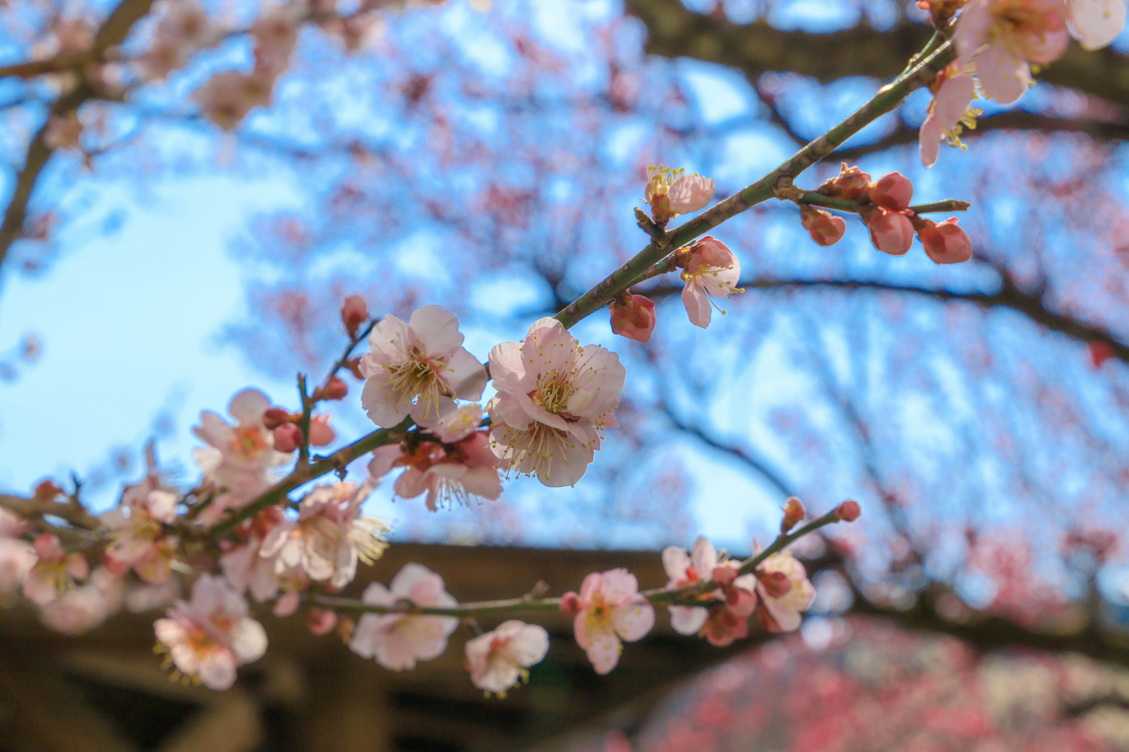 Kedekatan cabang bunga sakura dengan bunga merah muda di latar belakang langit biru