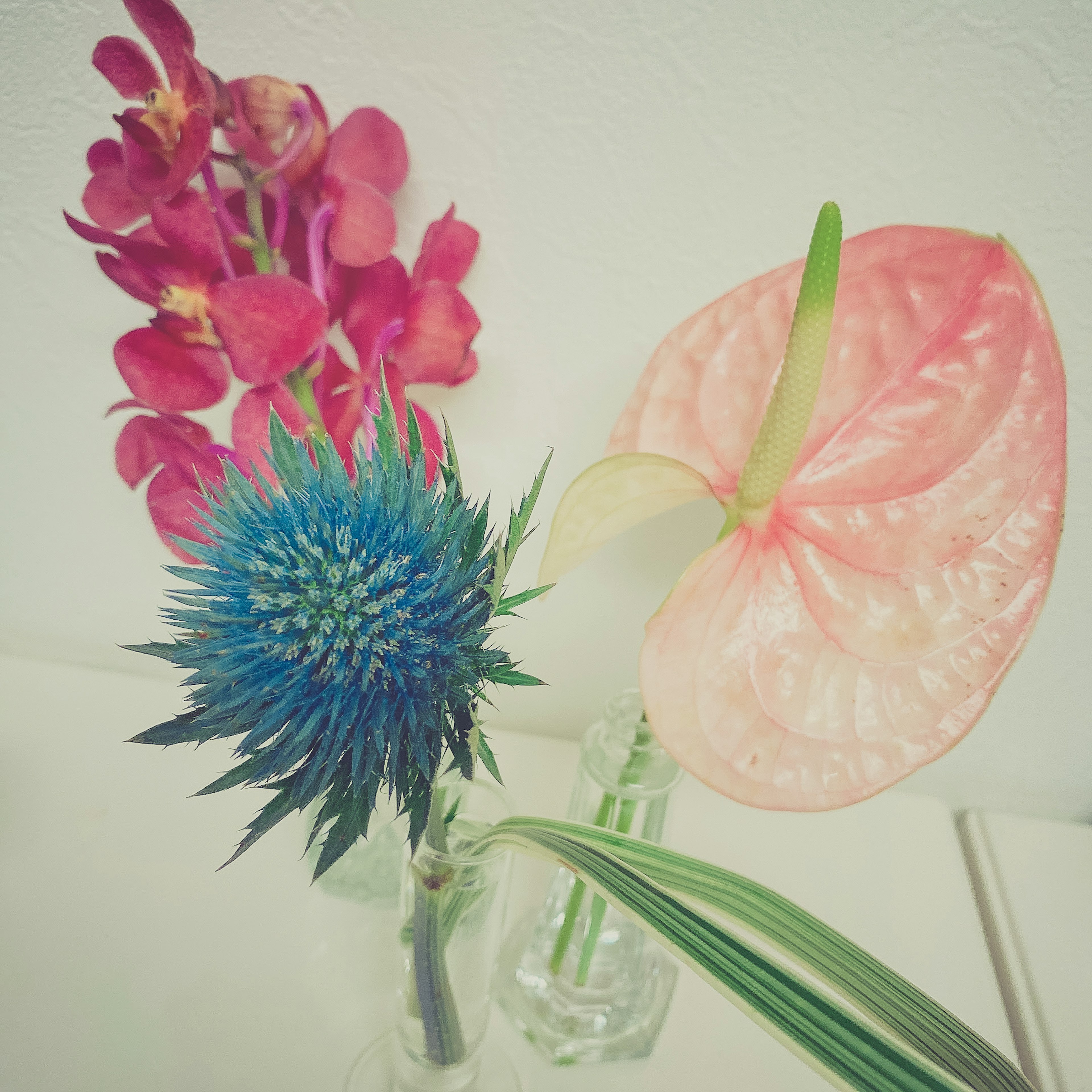 Arrangement floral coloré avec anthurium rose clair éryngium bleu orchidées violettes