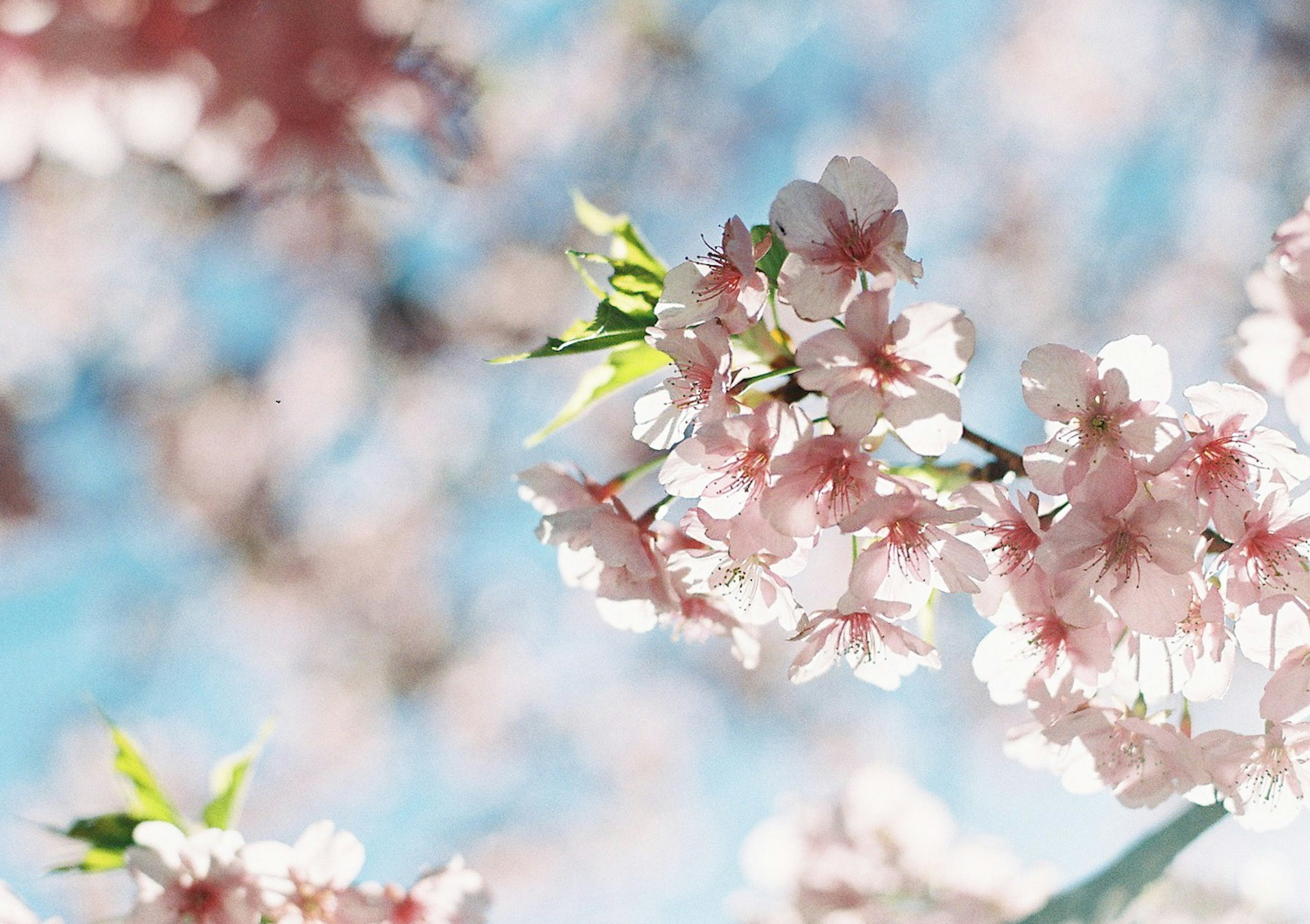 Pemandangan indah bunga sakura mekar di bawah langit biru