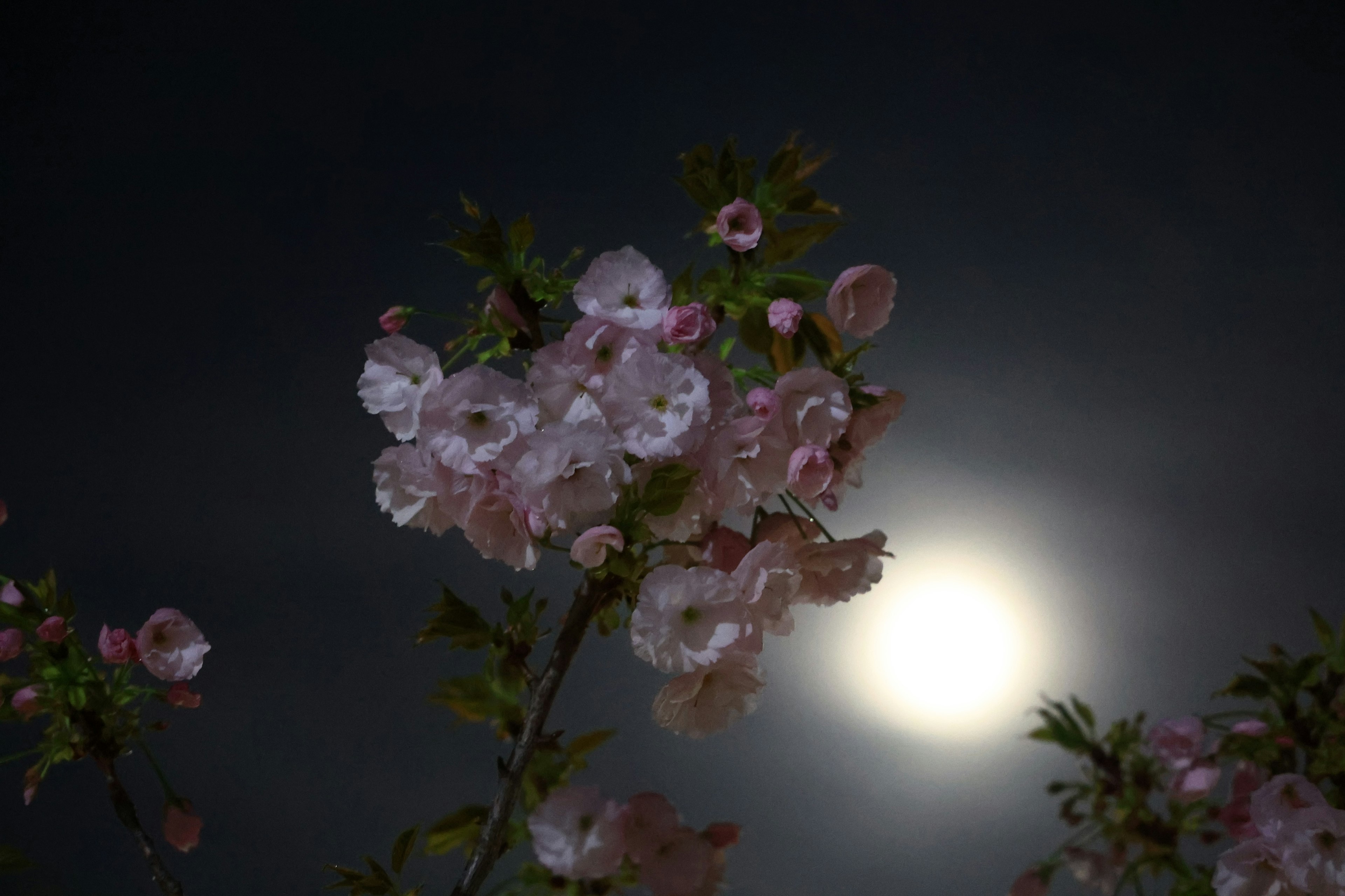 Kirschblüten im Mondlicht vor einem dunklen Himmel